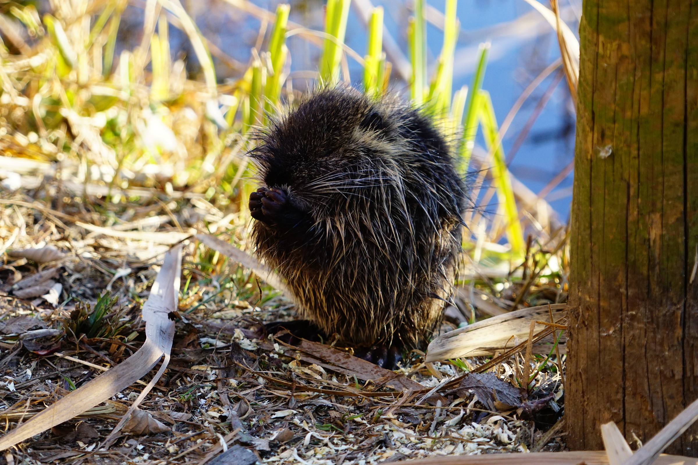 nutria ruffled