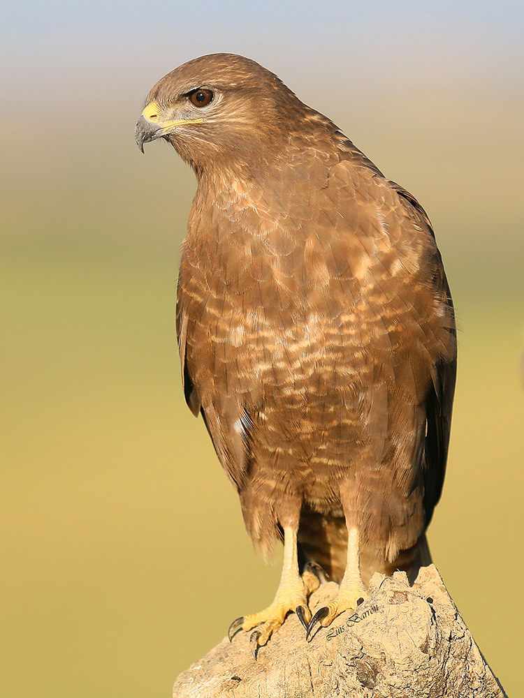 Buzzard