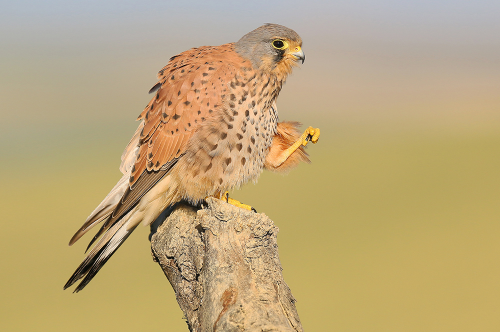 Kestrel