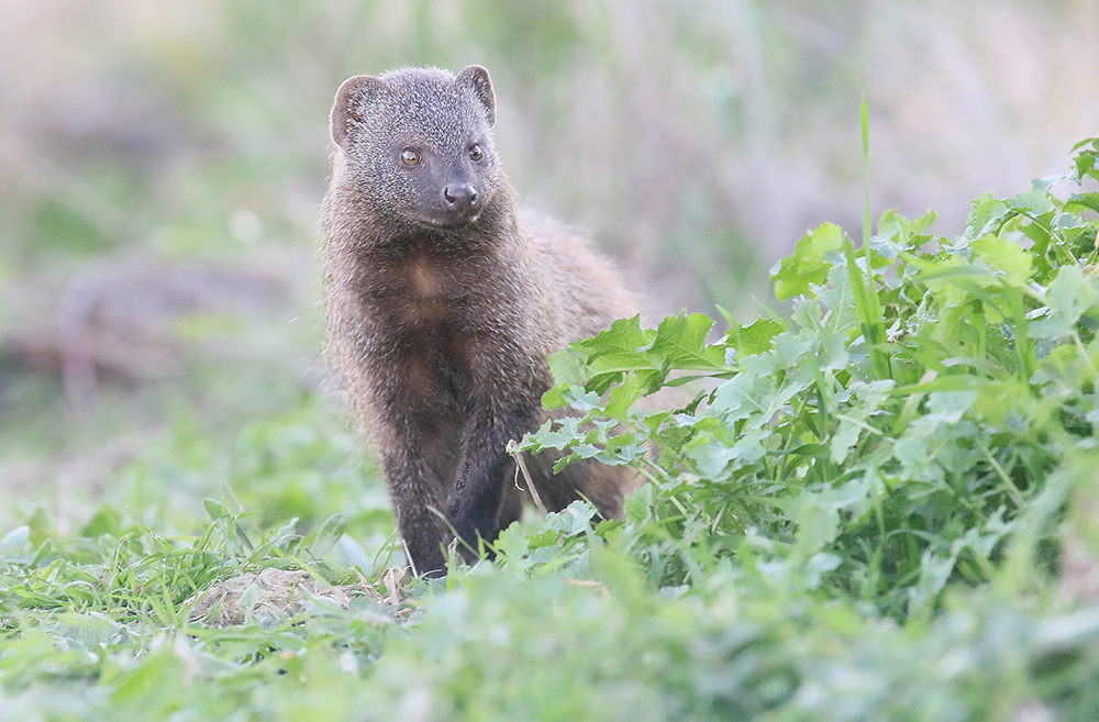 Meloncillo (Mangusta spagnola. Herpestes ichneumon)
