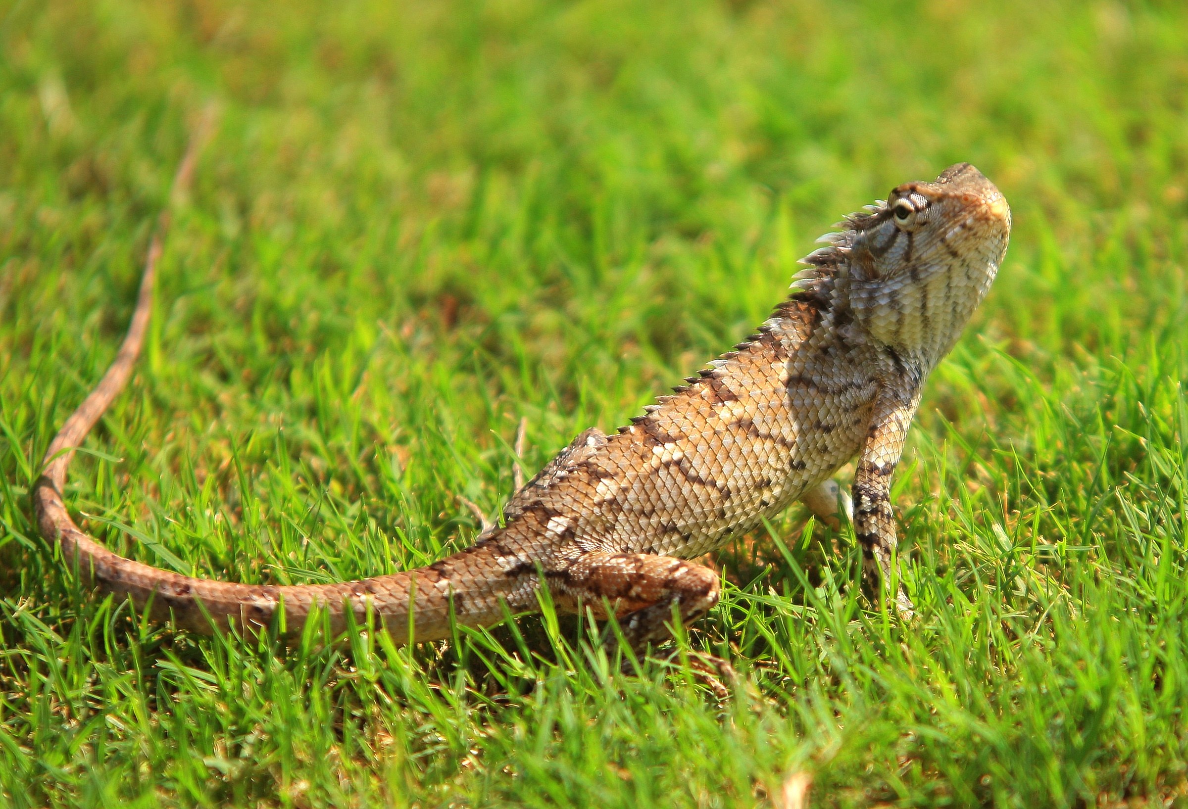 reptile India