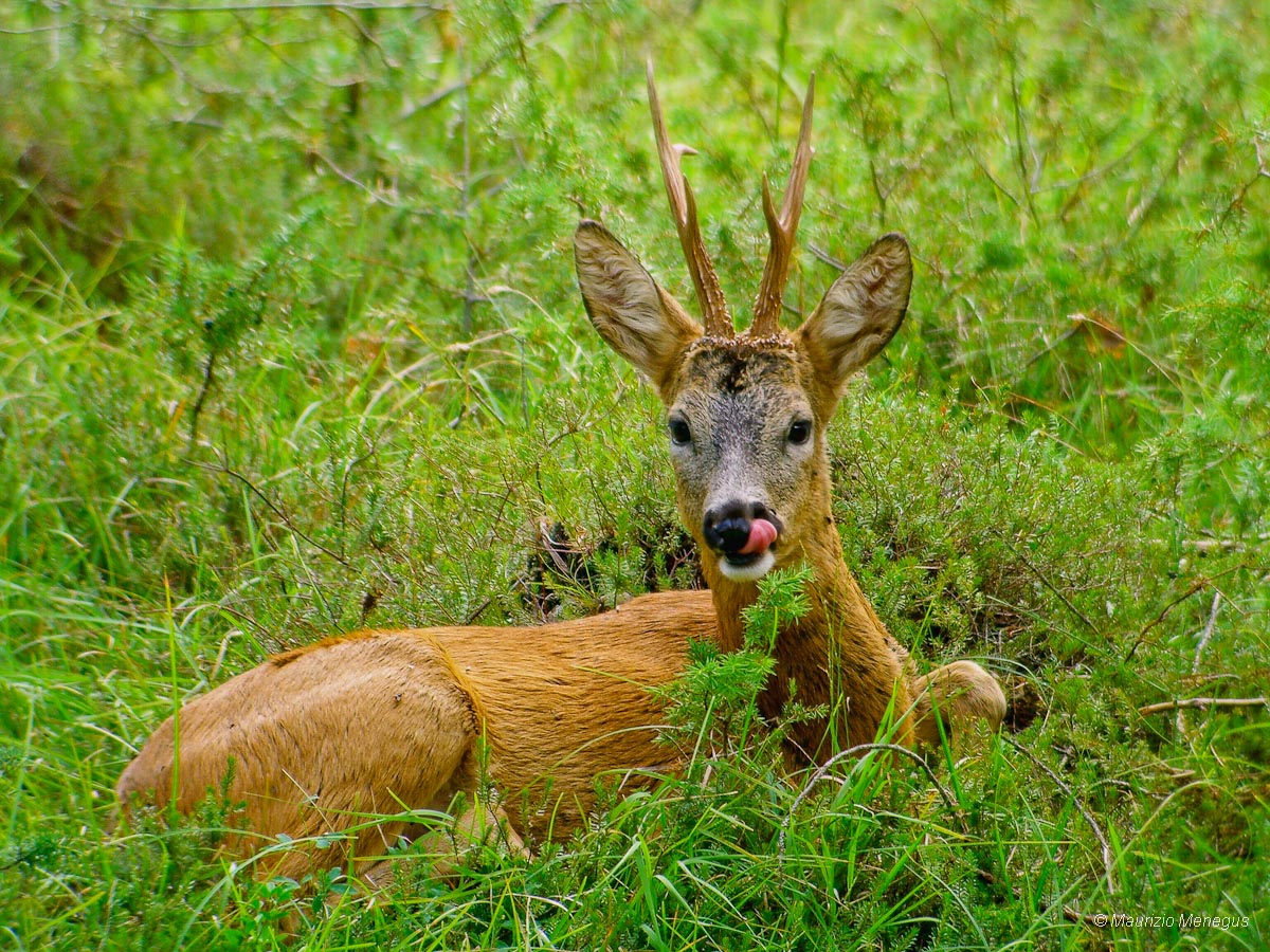 Un momento di relax nel periodo degli amori