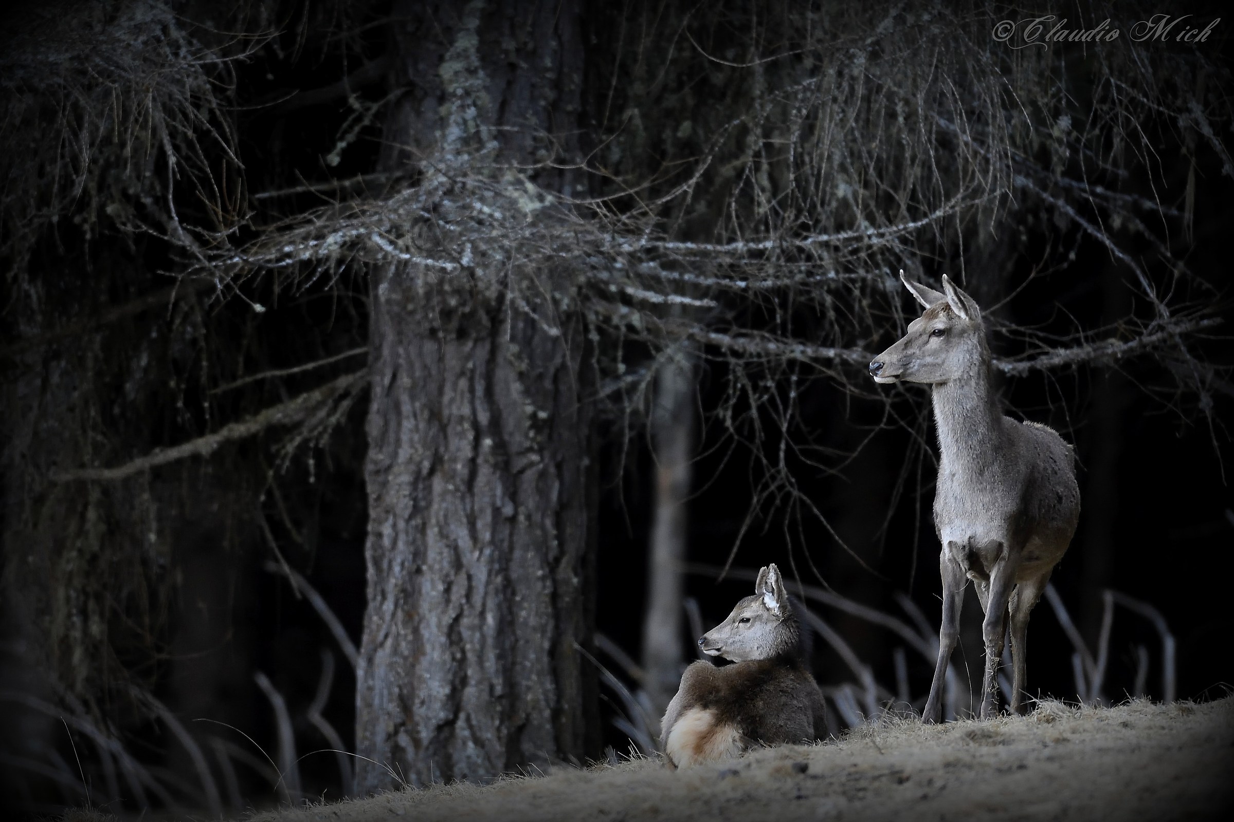 Resting on the edge of the forest