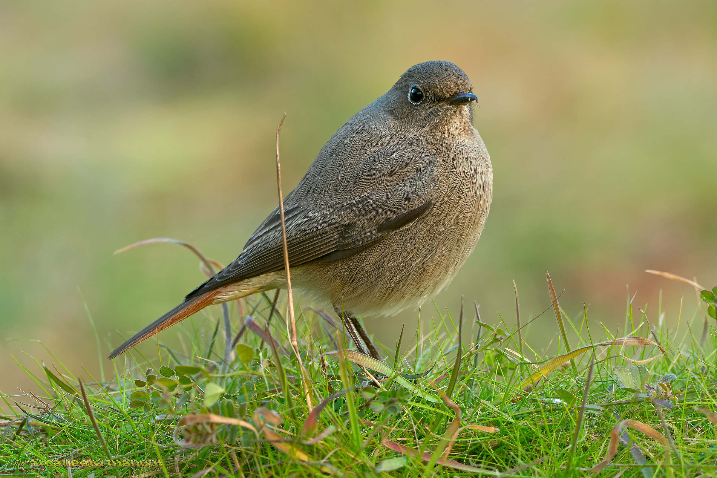 Codirosso spazzacamino