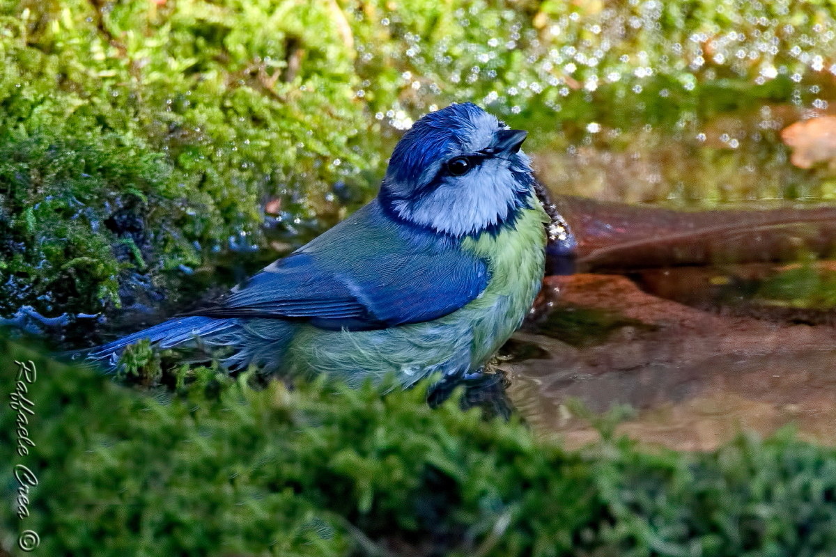 Cinciarella al bagno