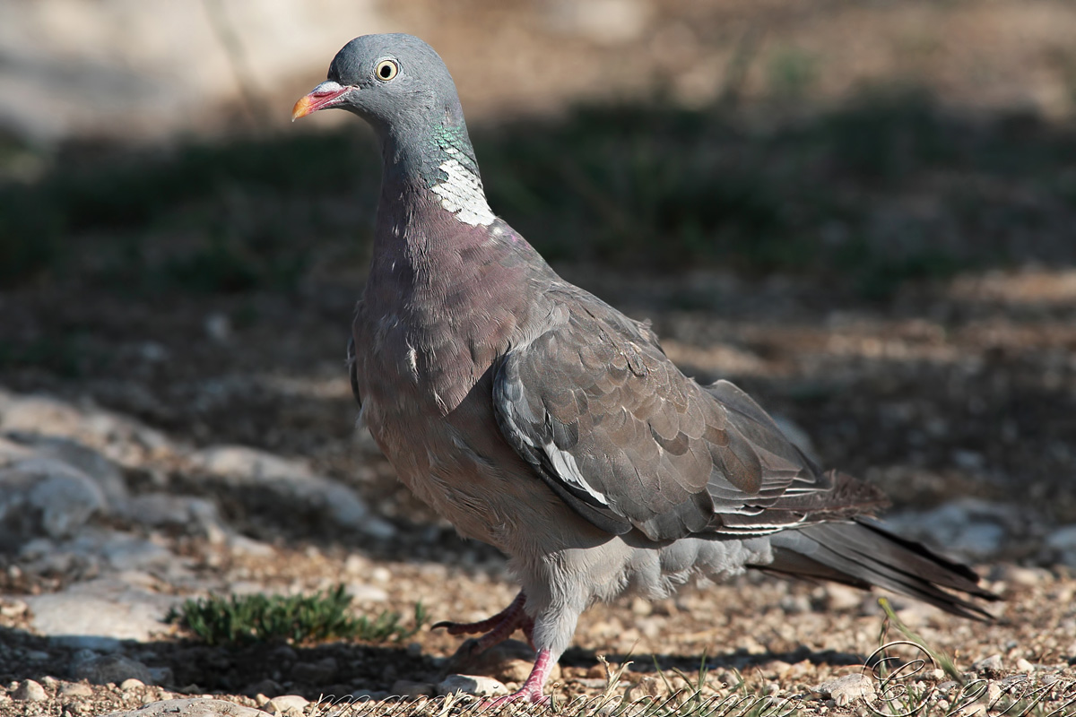 Pigeon (Columba palumbus)