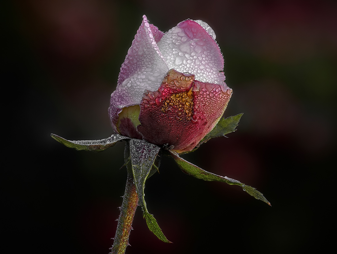 The queen even in winter