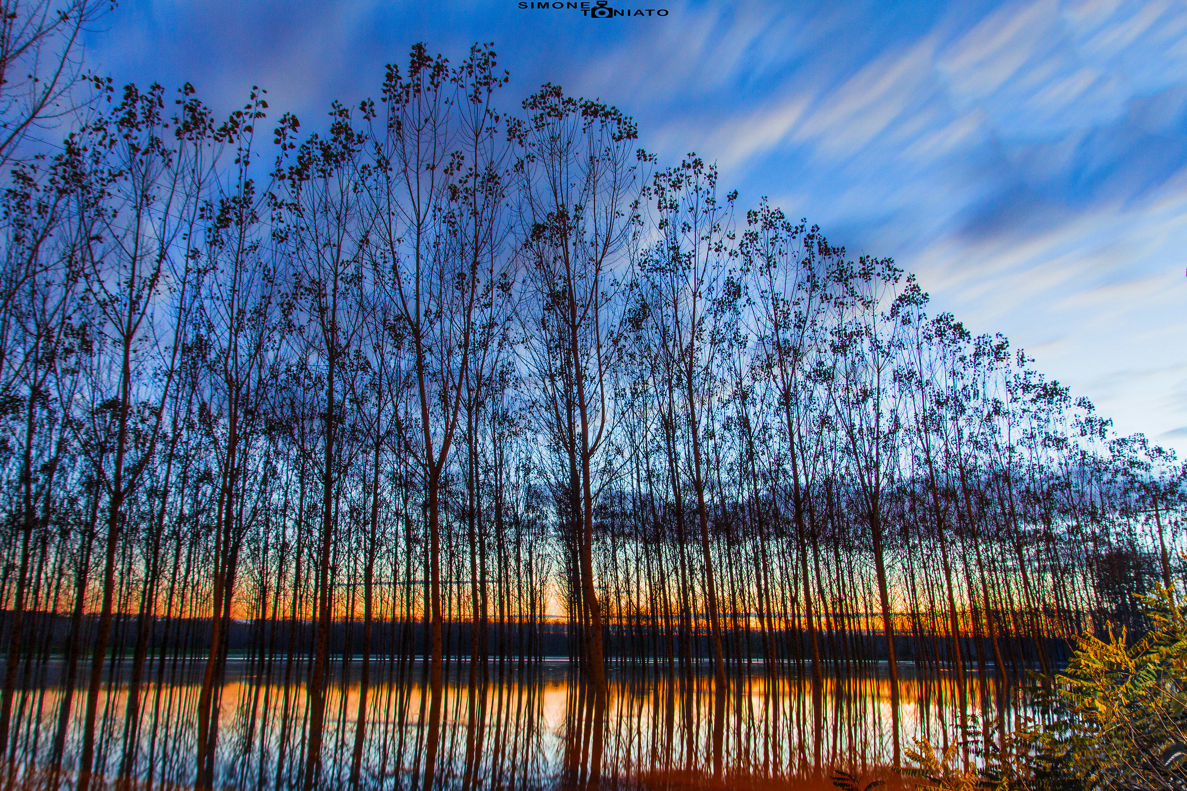 pioppeto invaso dall'acqua del Po