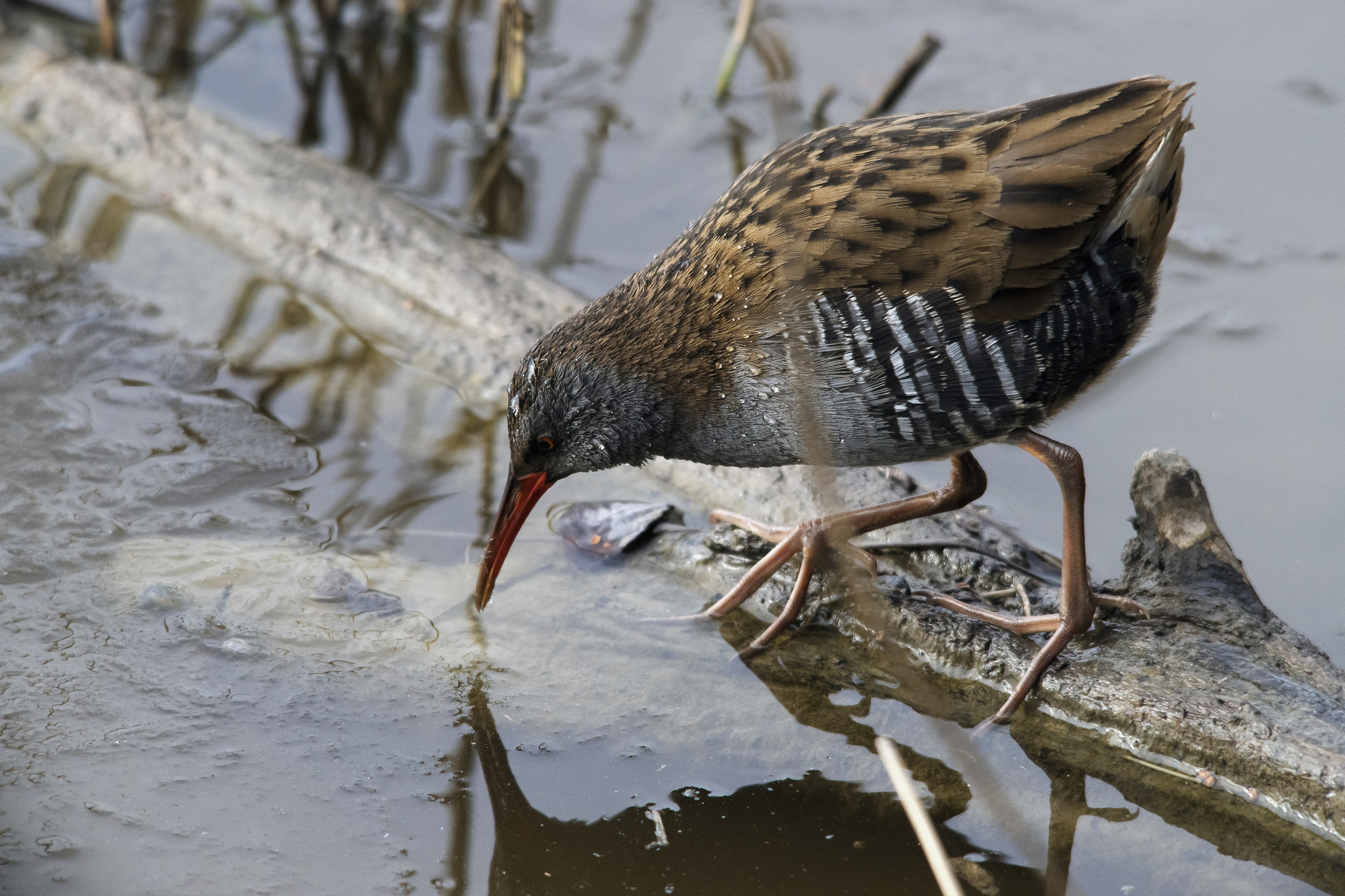 Water Rail