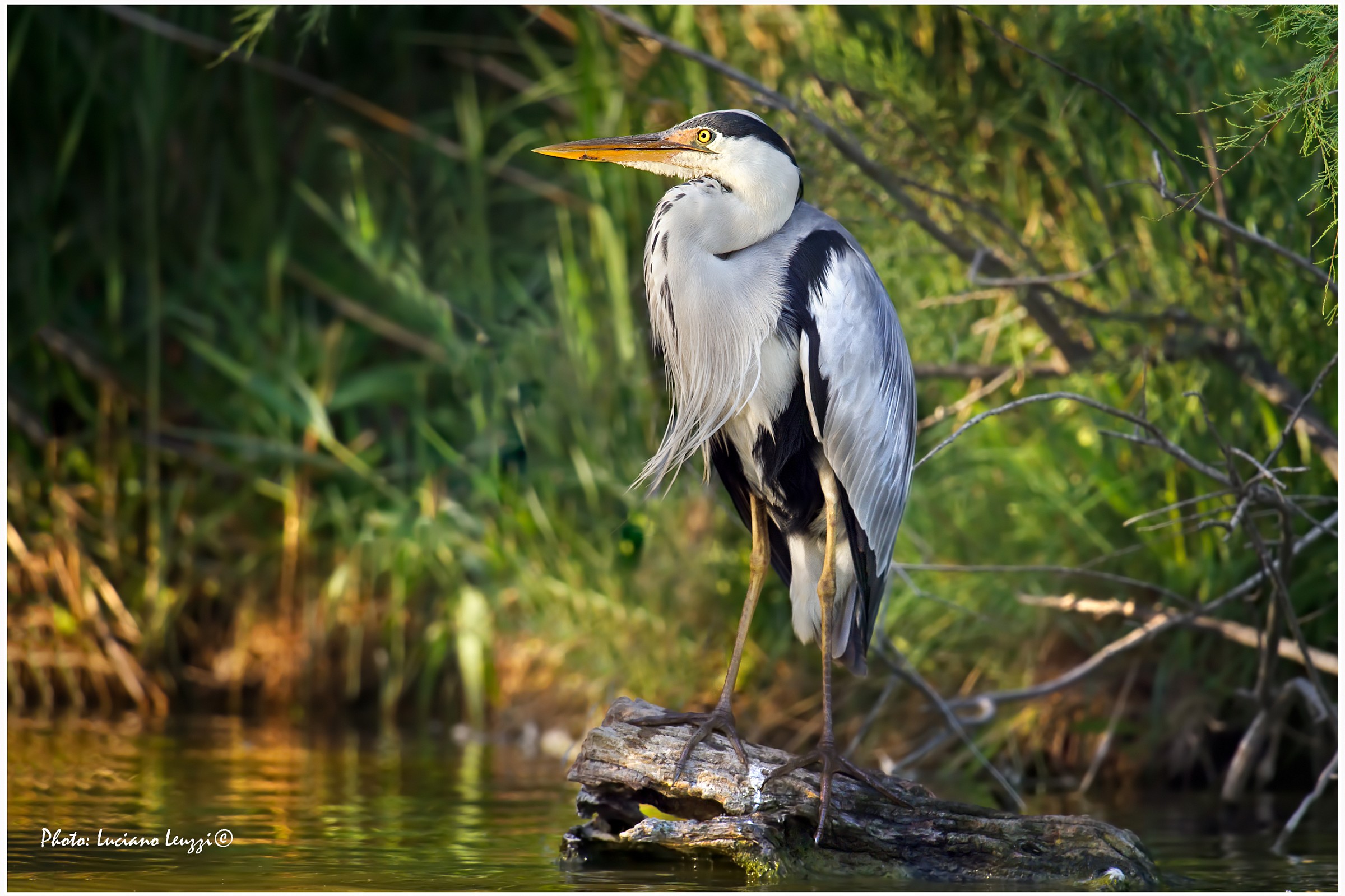 Grey Heron at sunset