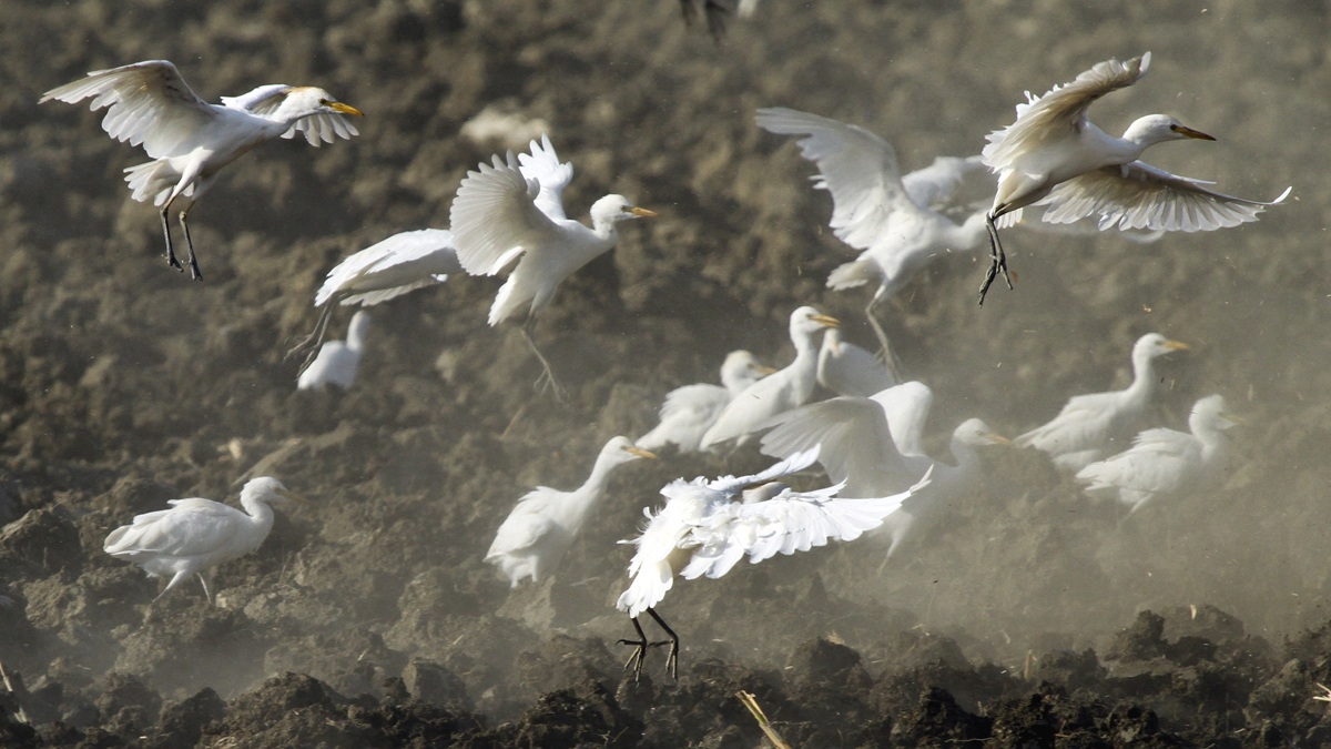 Egrets, plowing ... and the food ..