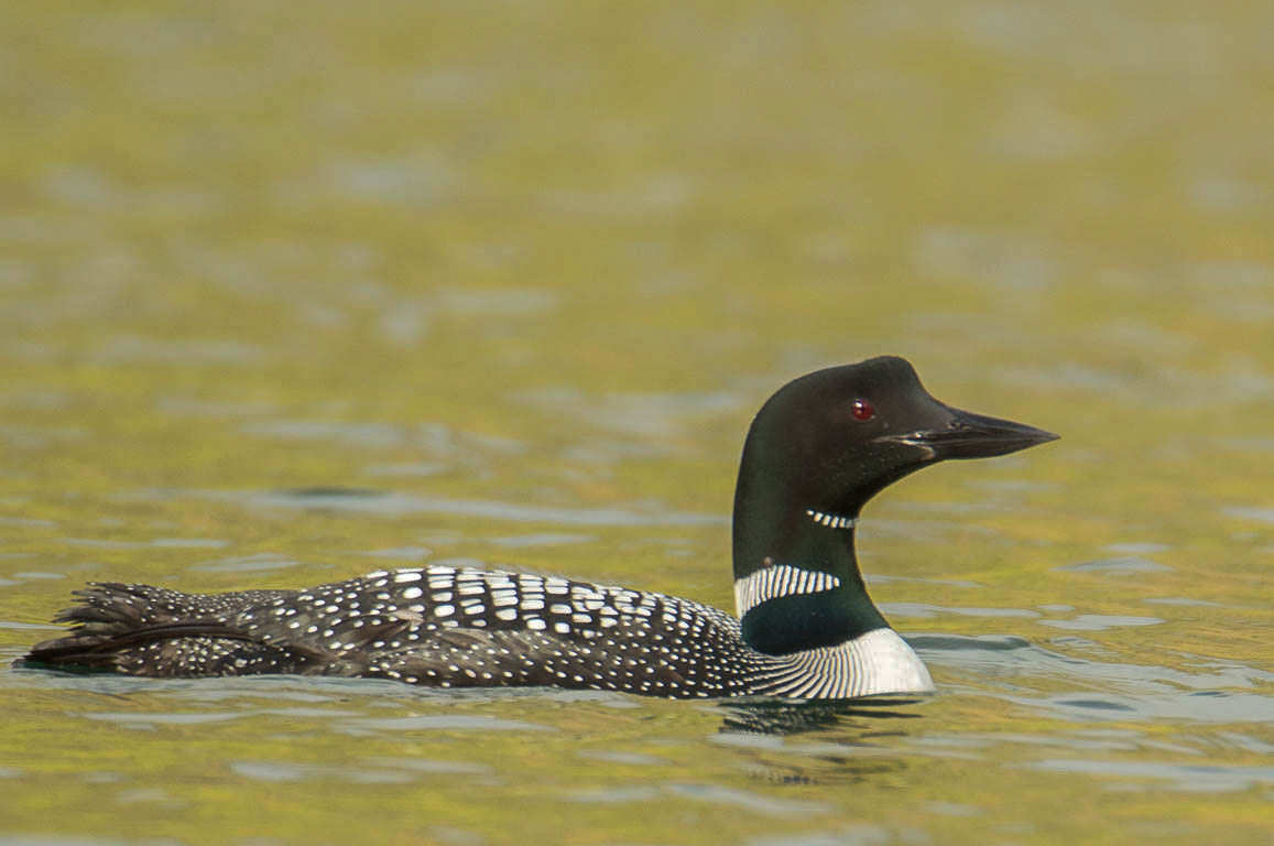 Common Loon