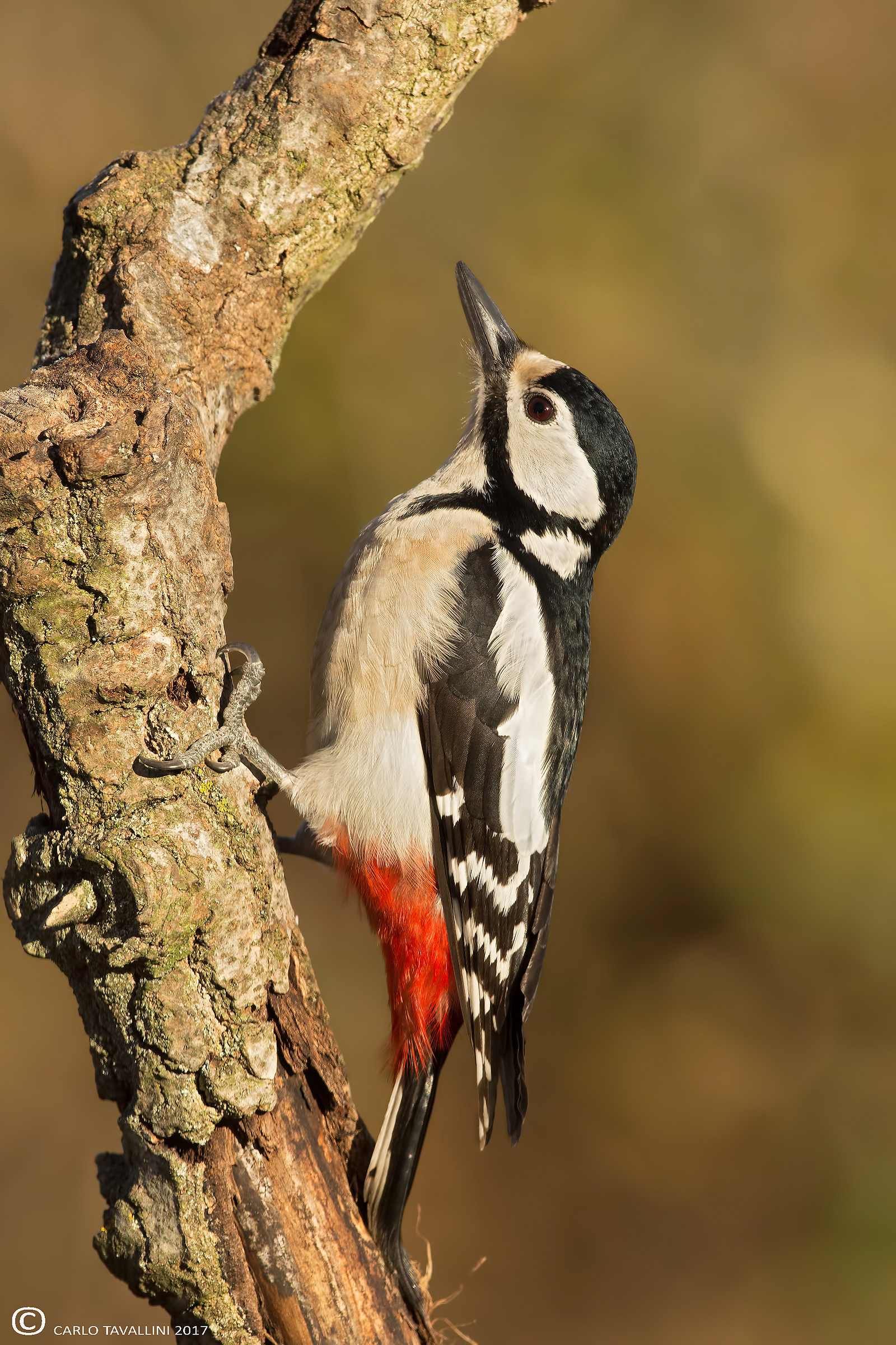 Great Spotted Woodpecker