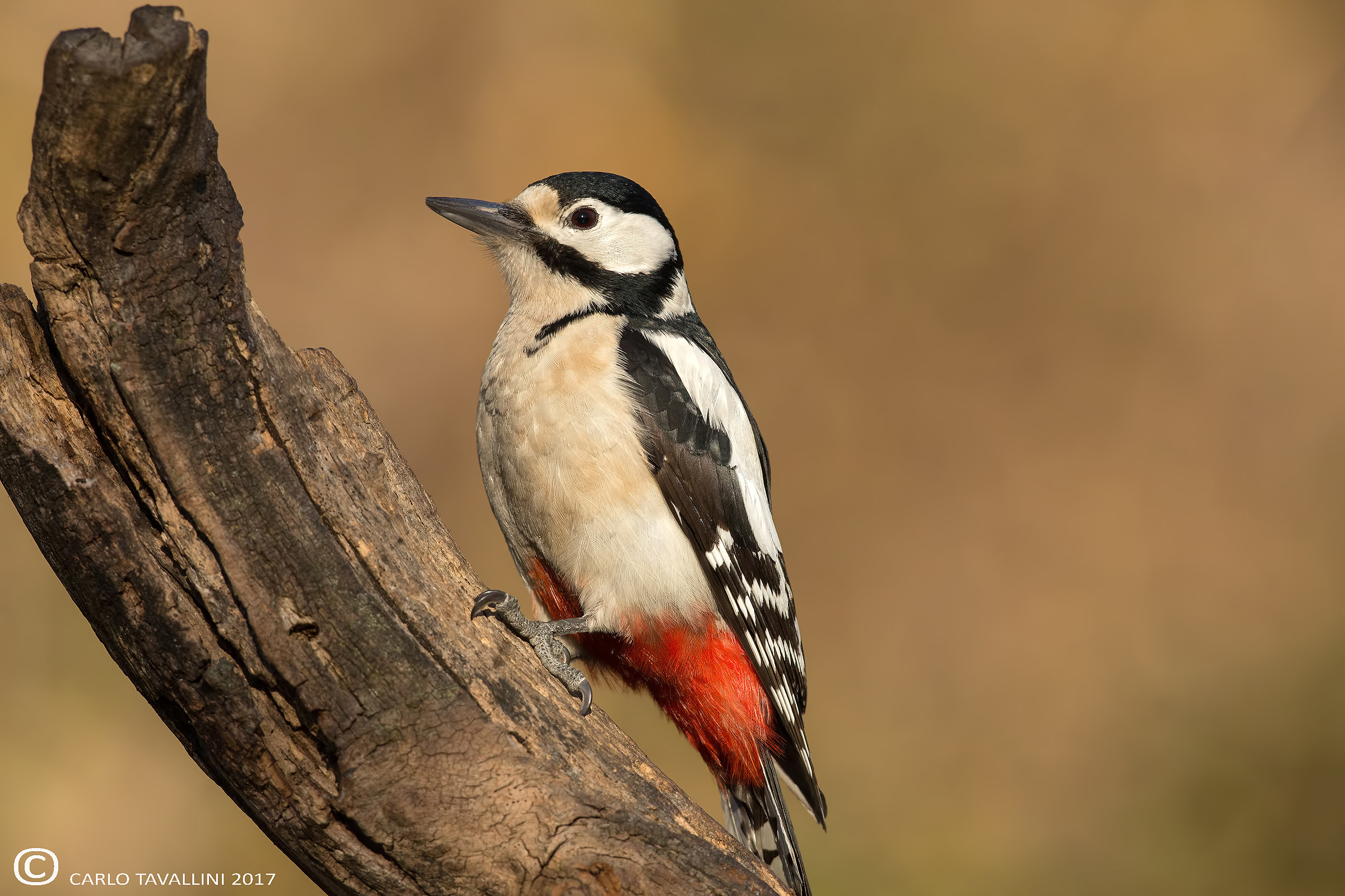 Picchio rosso maggiore