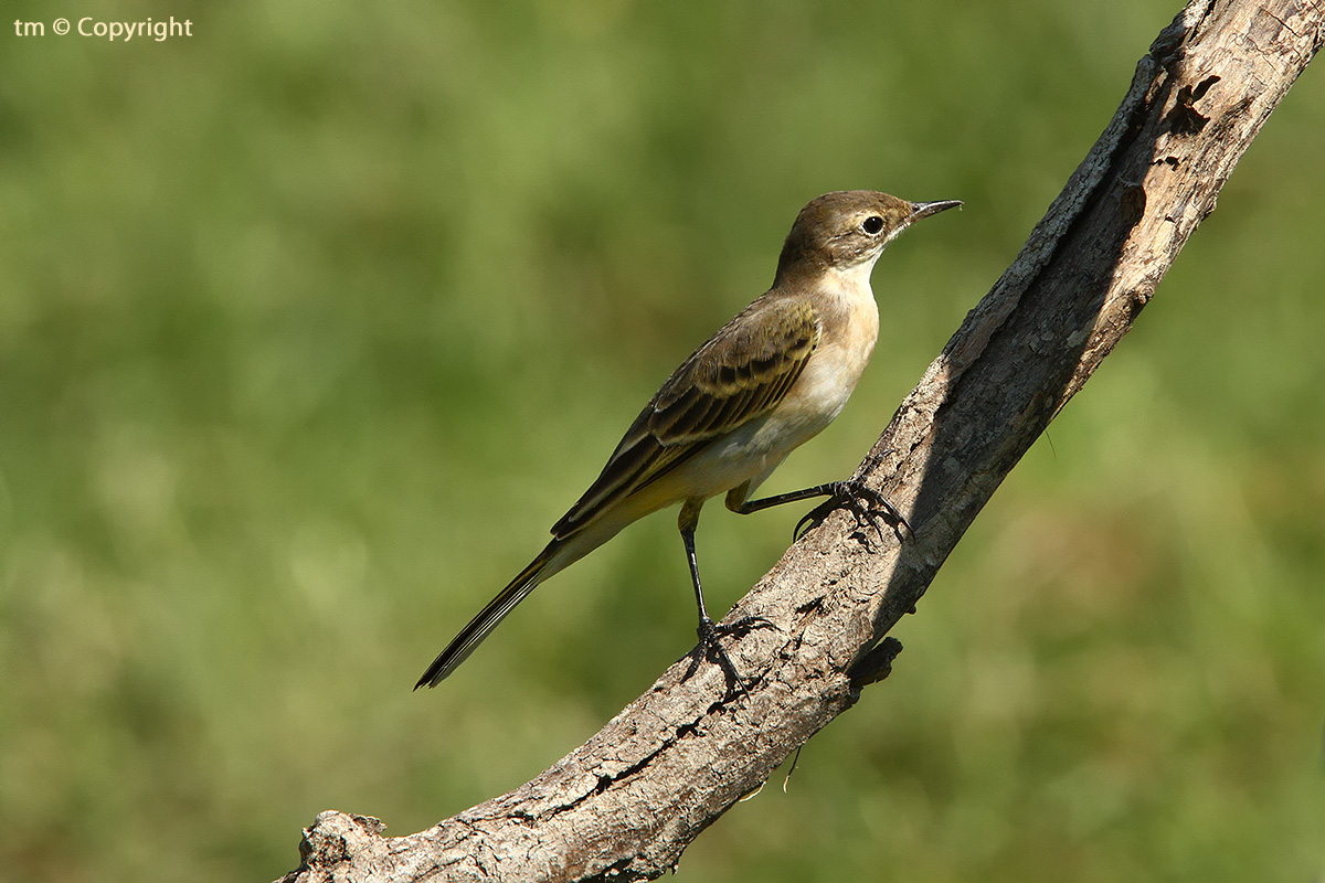 Yellow Wagtail