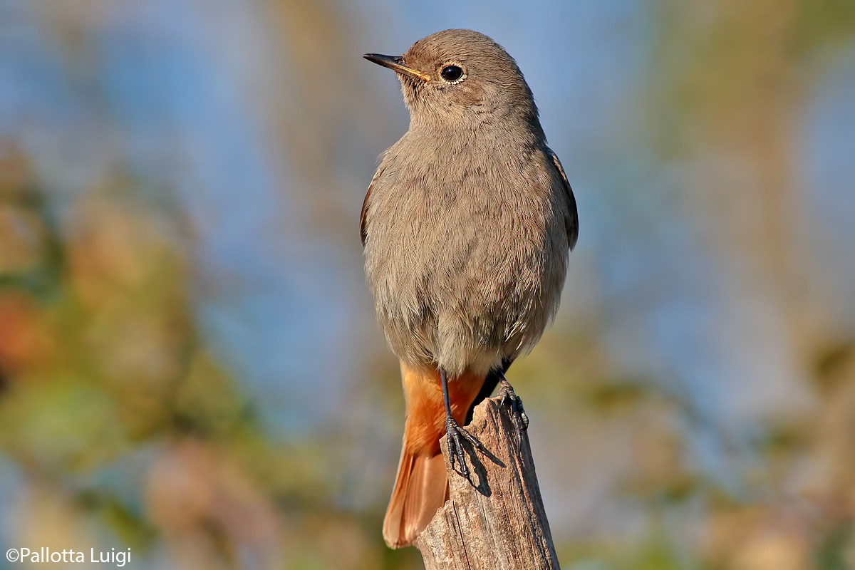 Chimney sweep Redstart (Phoenicurus ochruros)