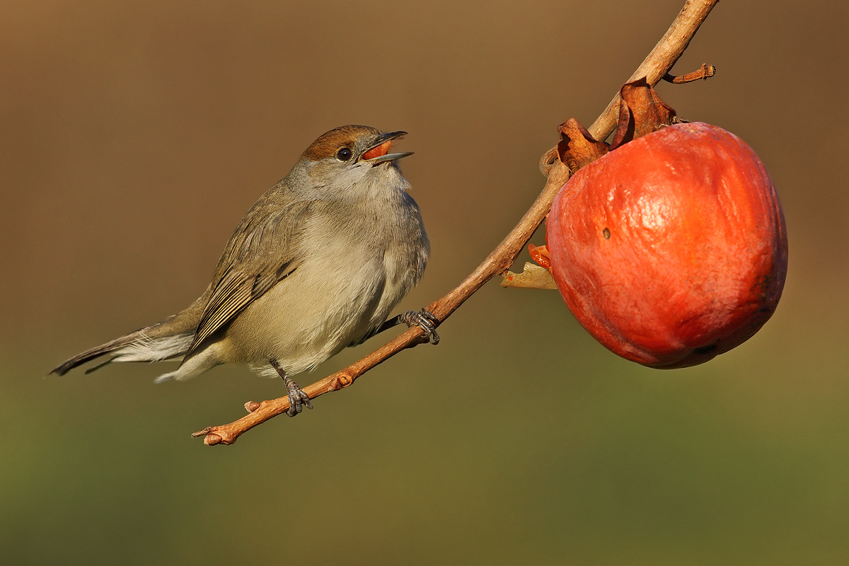 The persimmon again ......