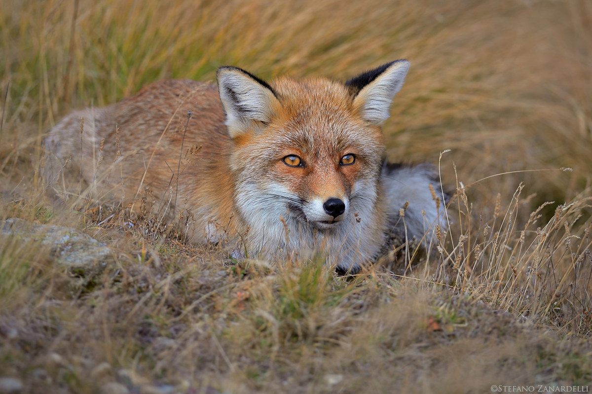 Ritratto di Volpe...