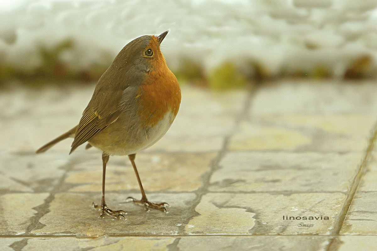 Pettirosso Tammy 70-200 vc