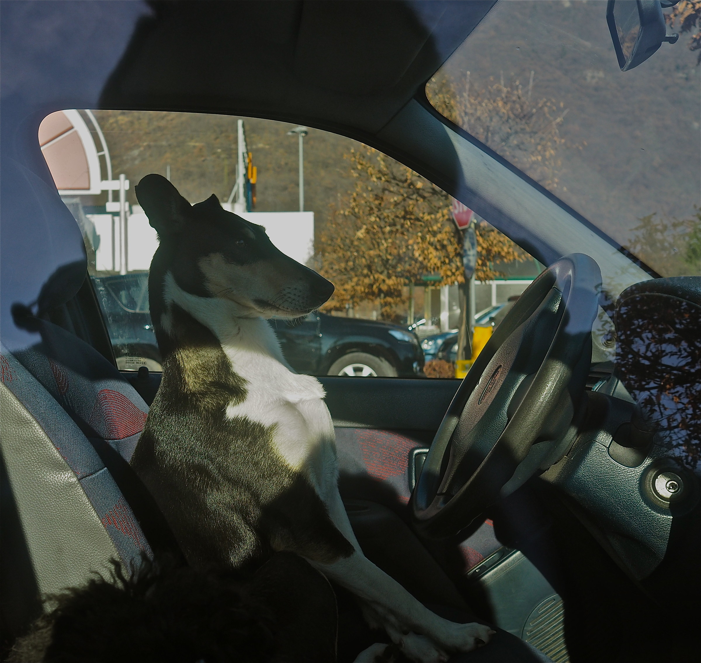 Guidare da cani.......