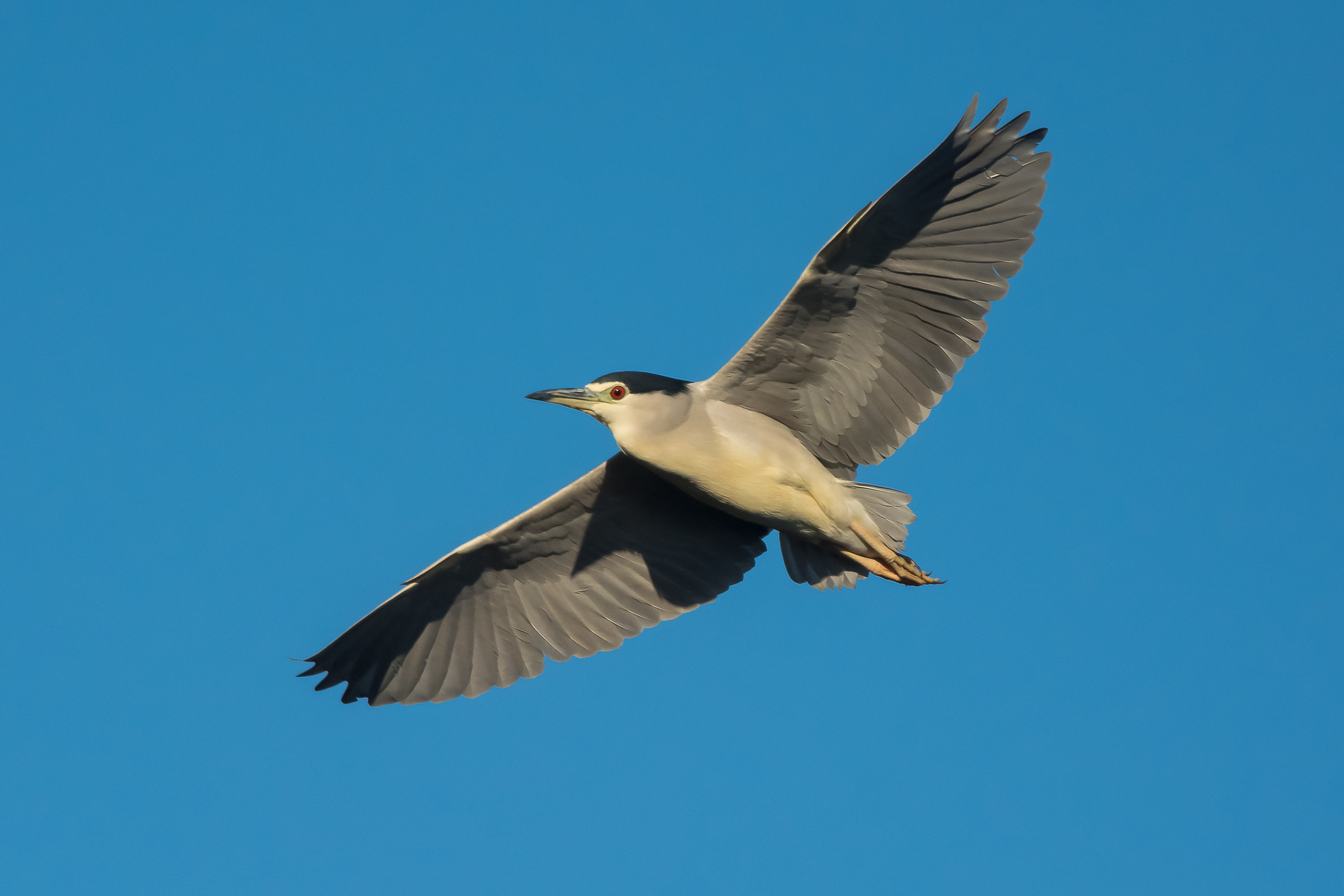 Night Heron