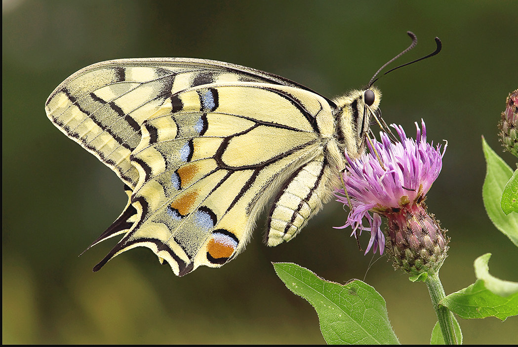 swallowtail