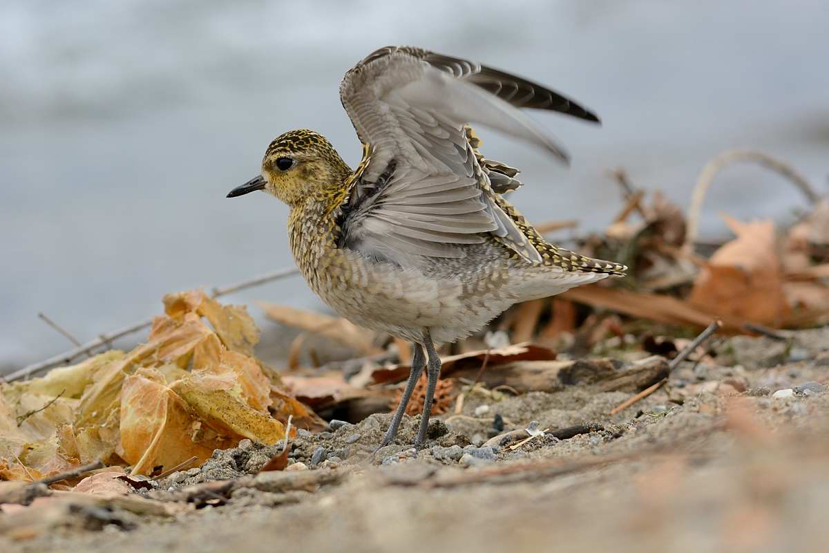 Eastern plover