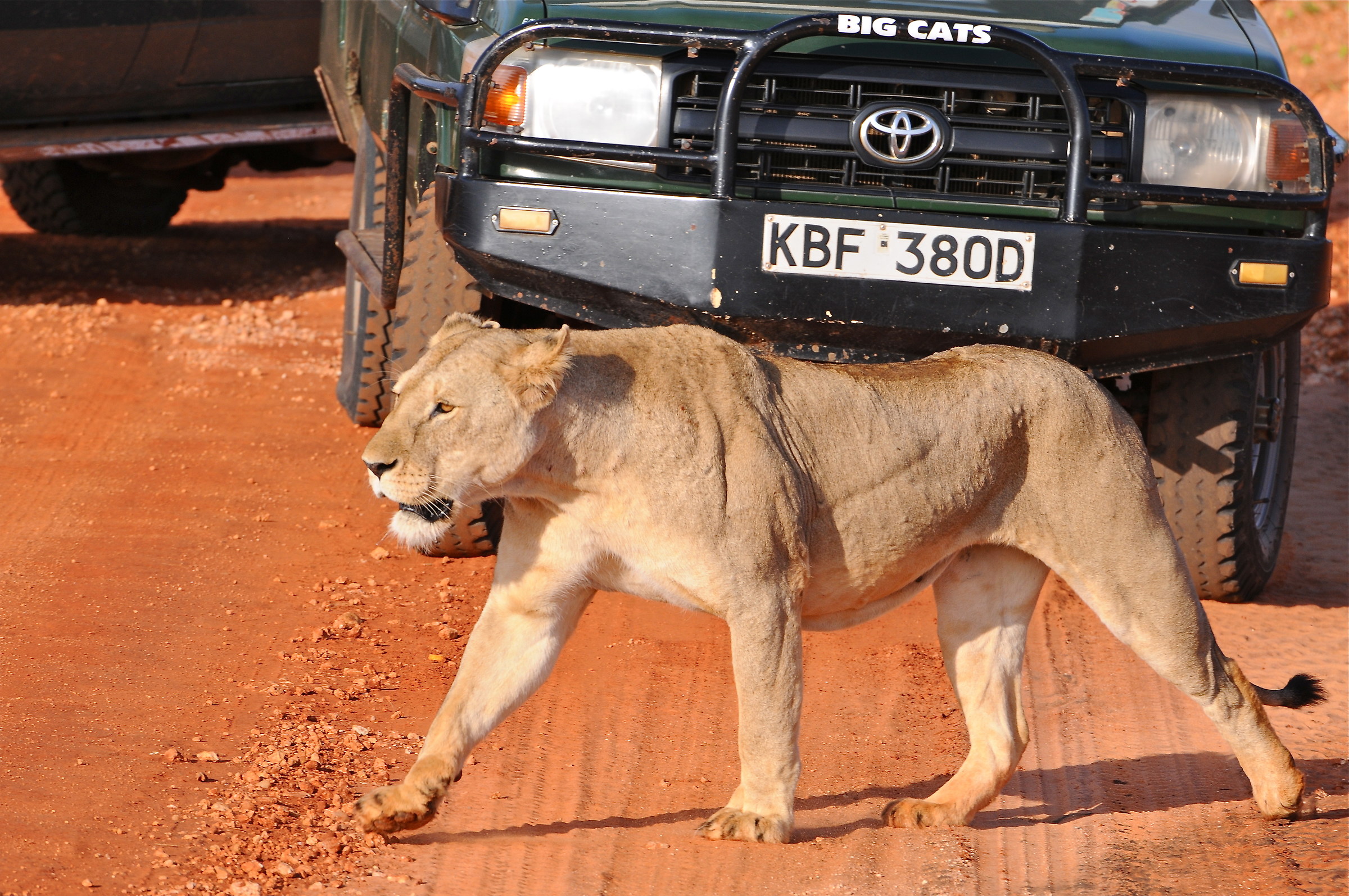 scusate se passo.       che traffico questa mattina