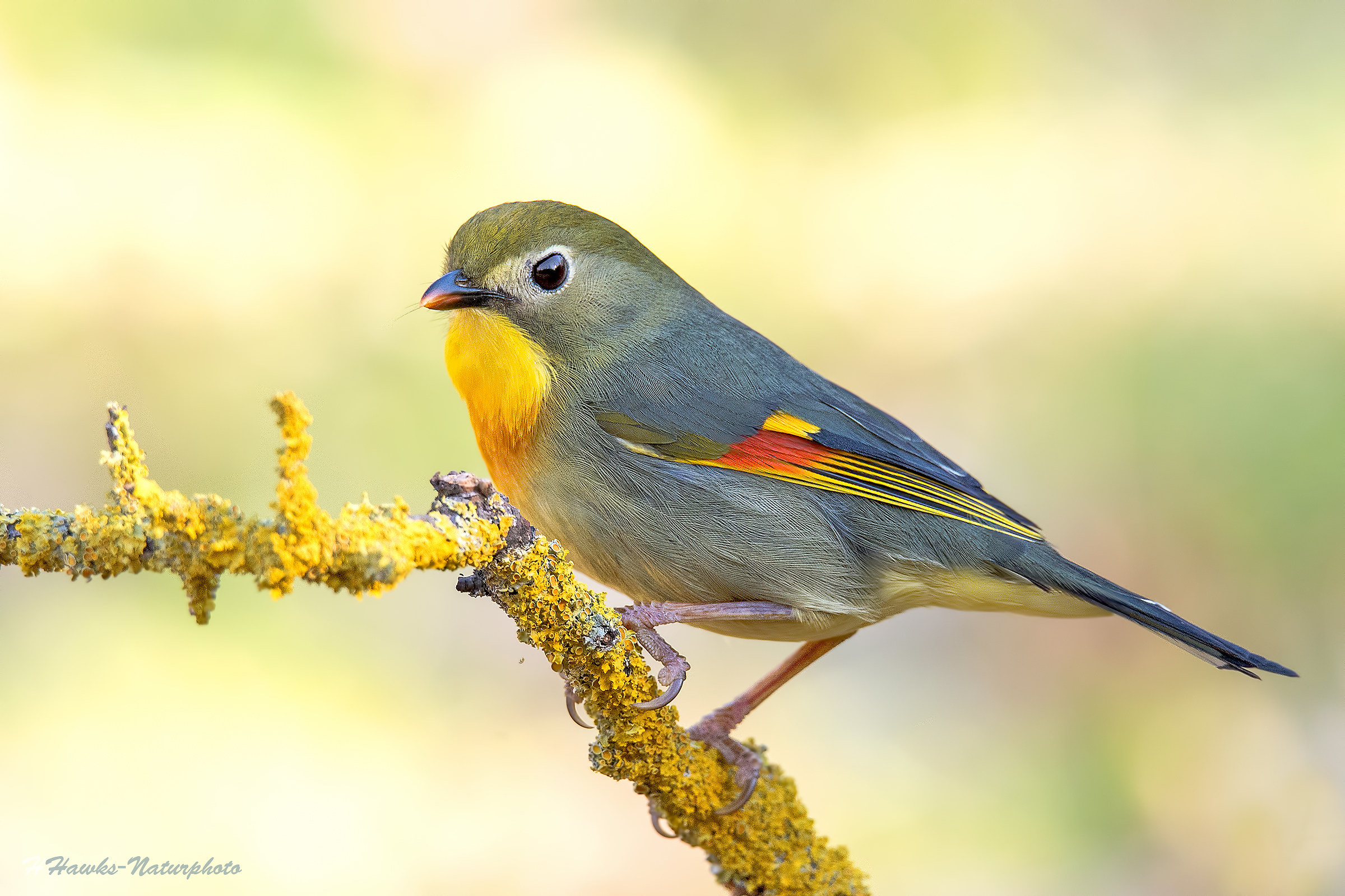 nightingale of Japan