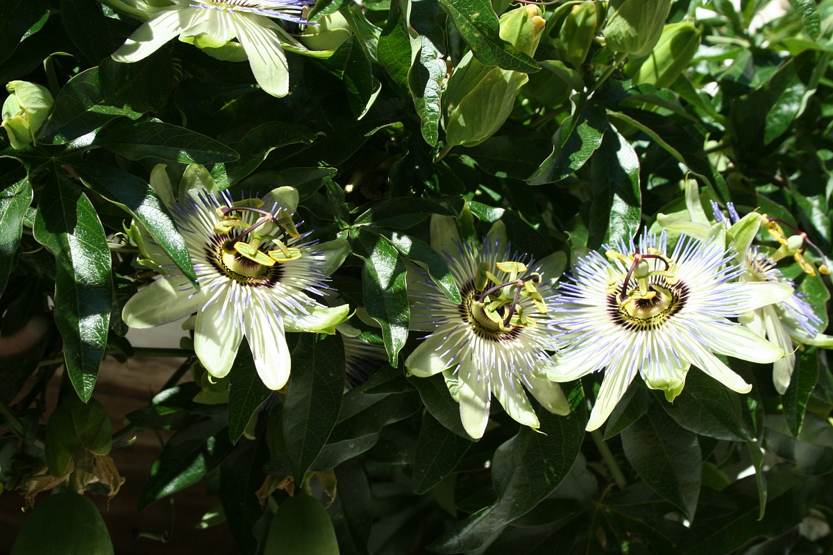 passiflora