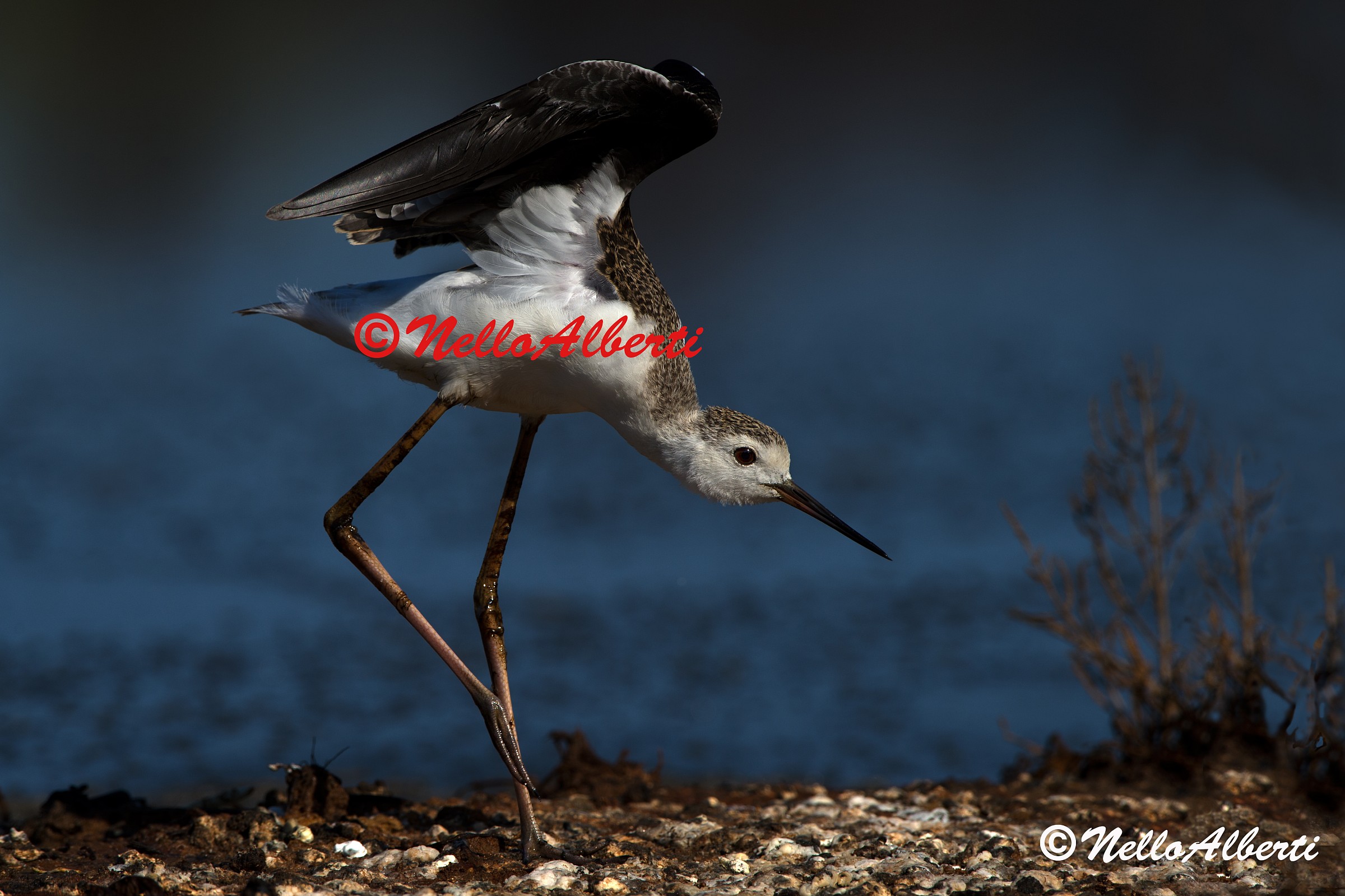 cavaliere D'Italia immaturo