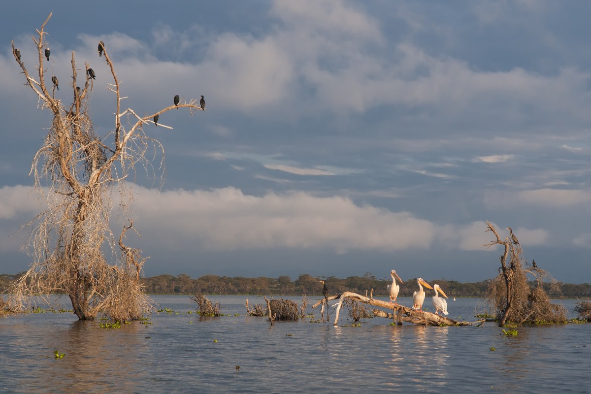 Lake Naivasha sunrise