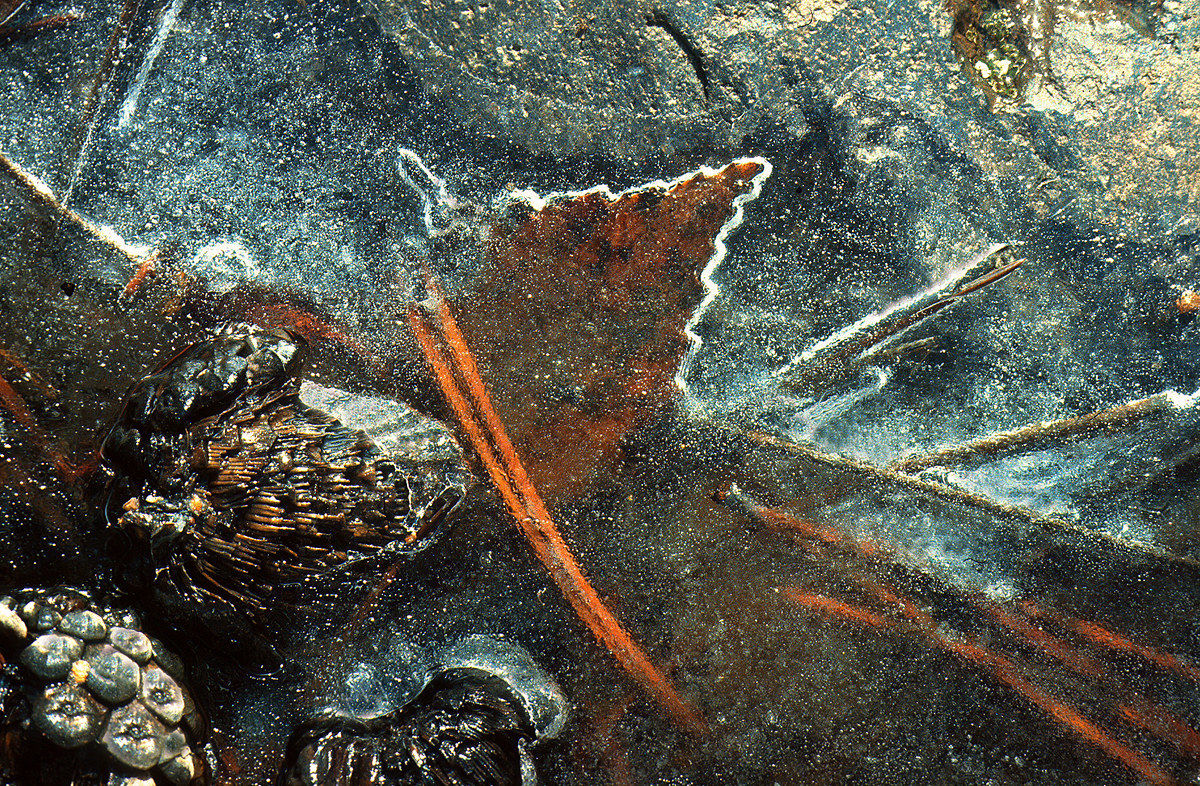 Foglie nel ghiaccio 16