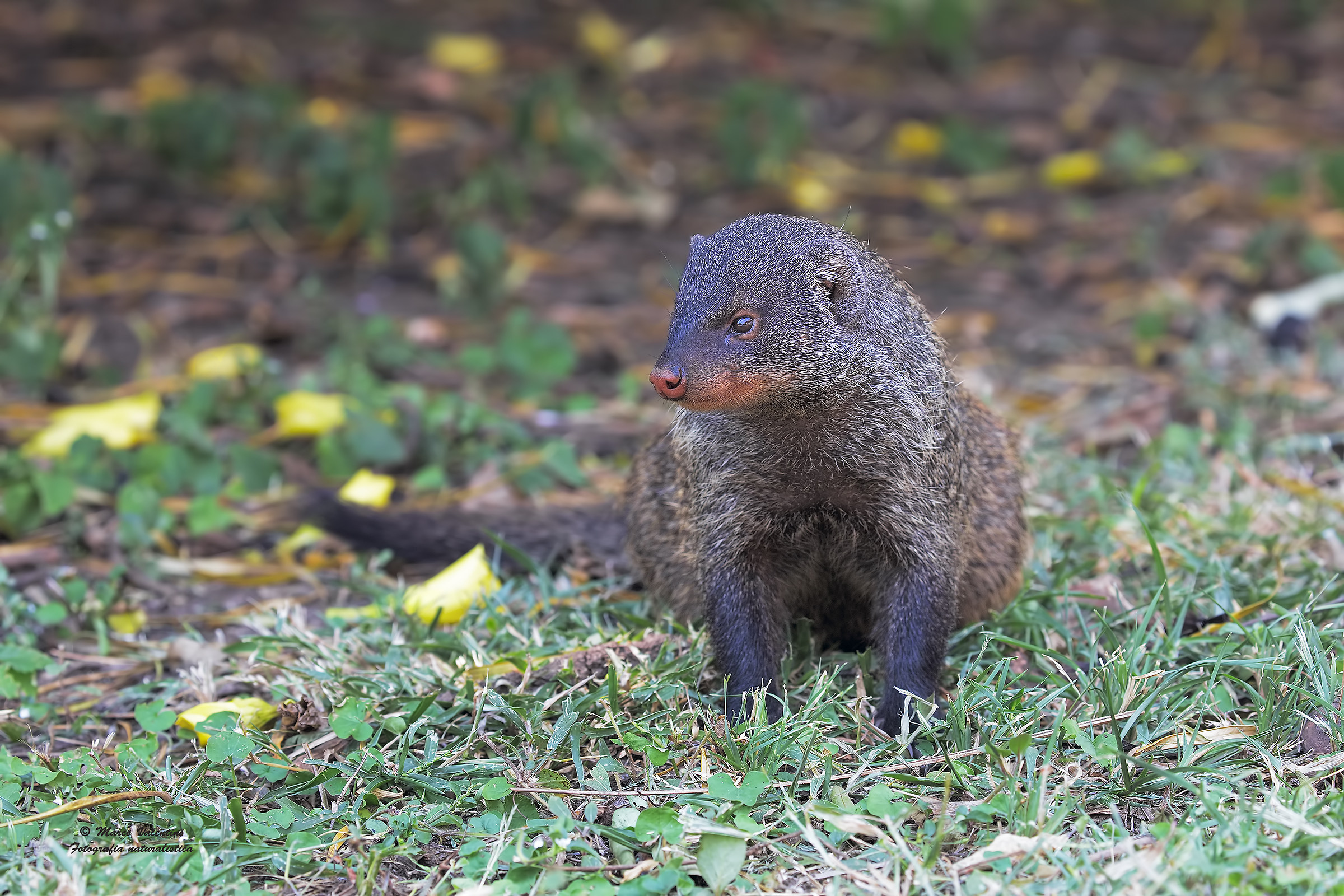 Mongoose