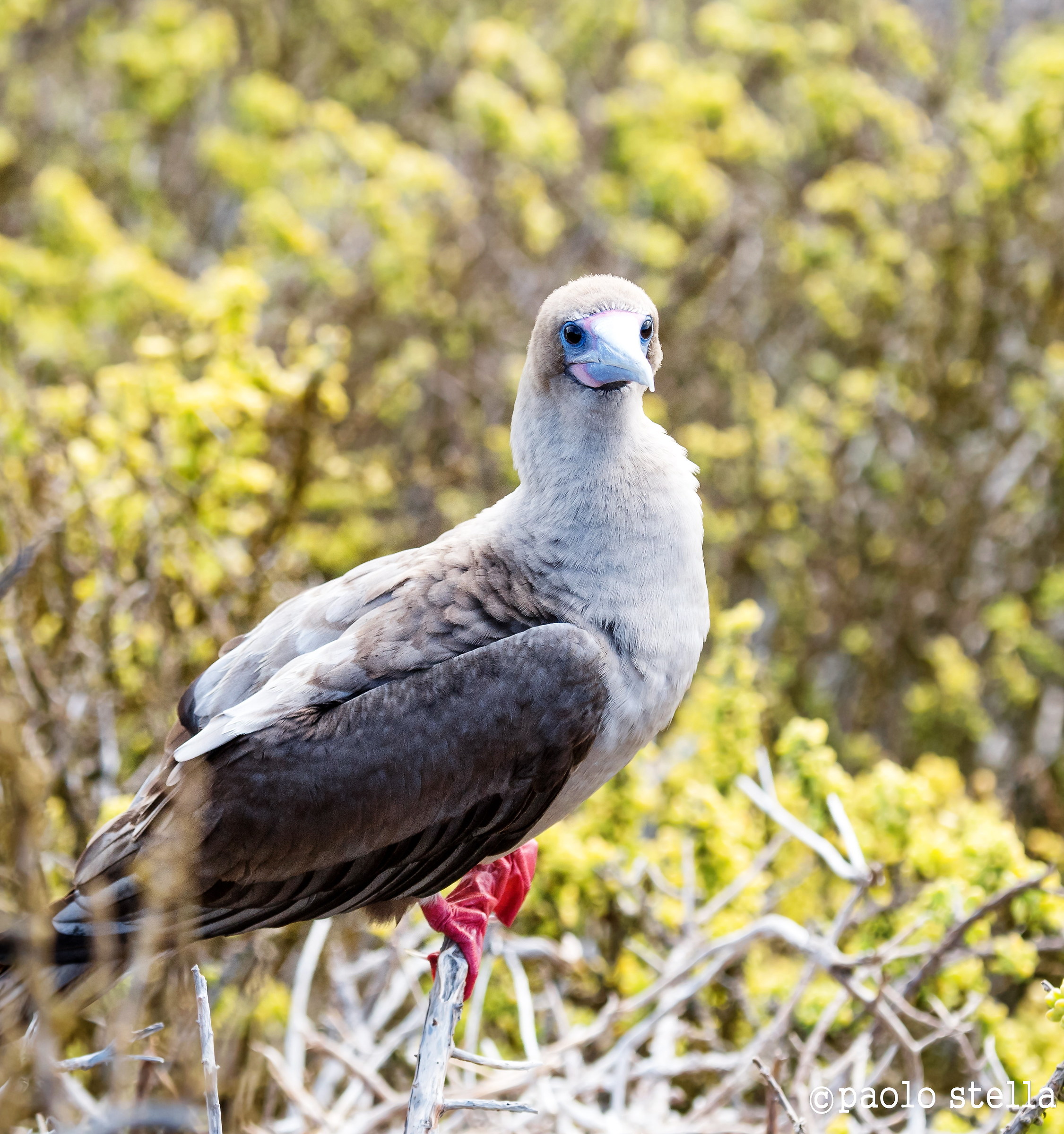 Red-Footed Boooby ( Sula sula )