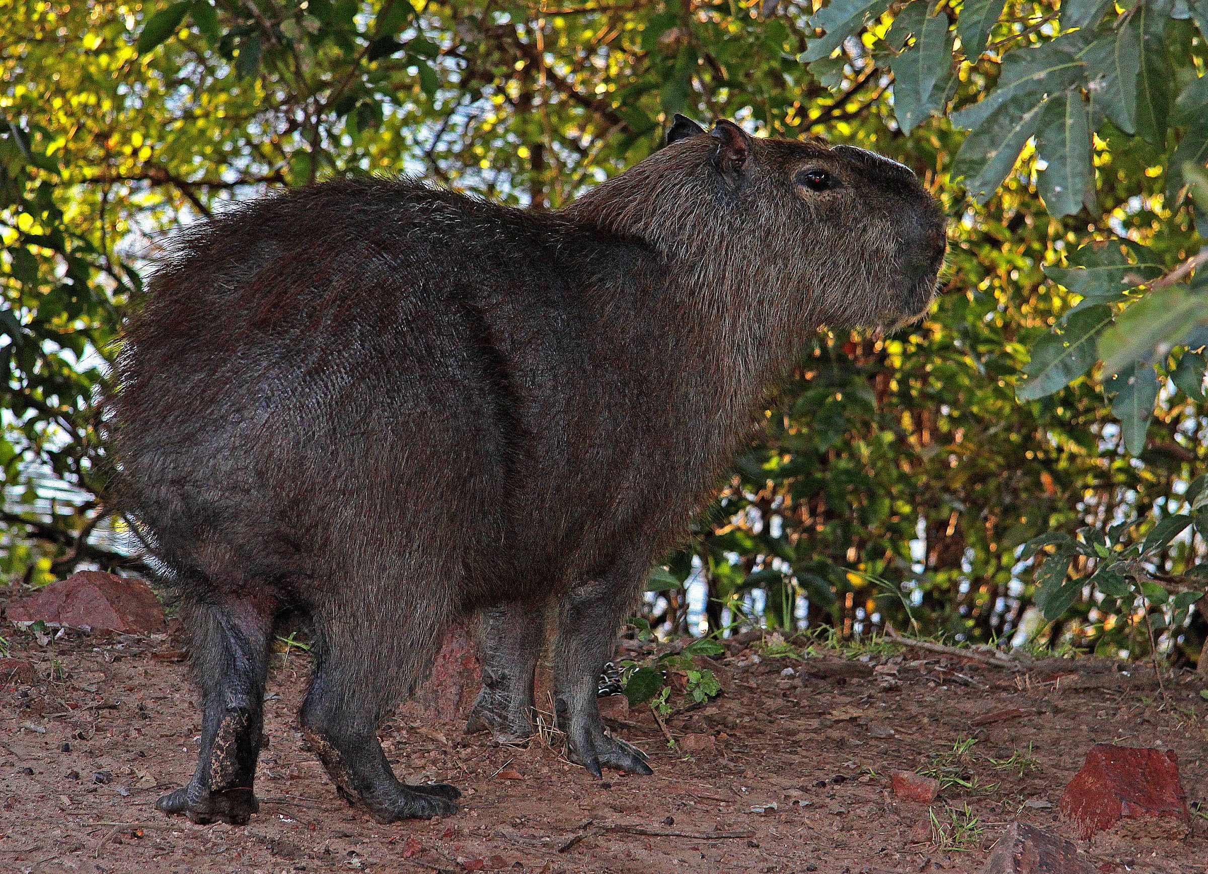 capybara