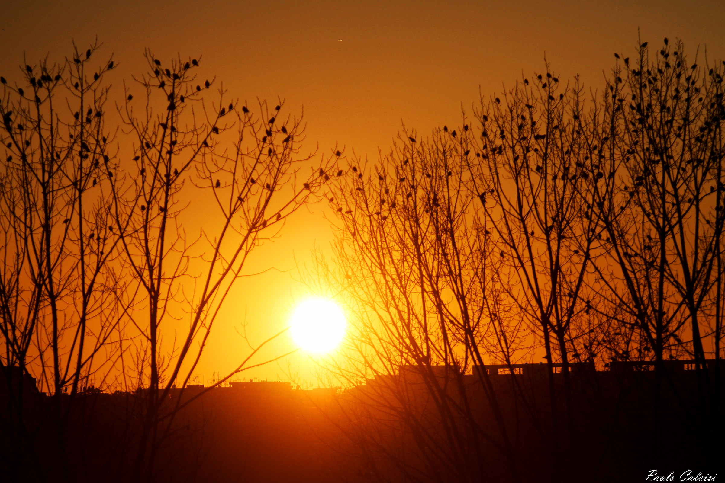 starlings like leaves