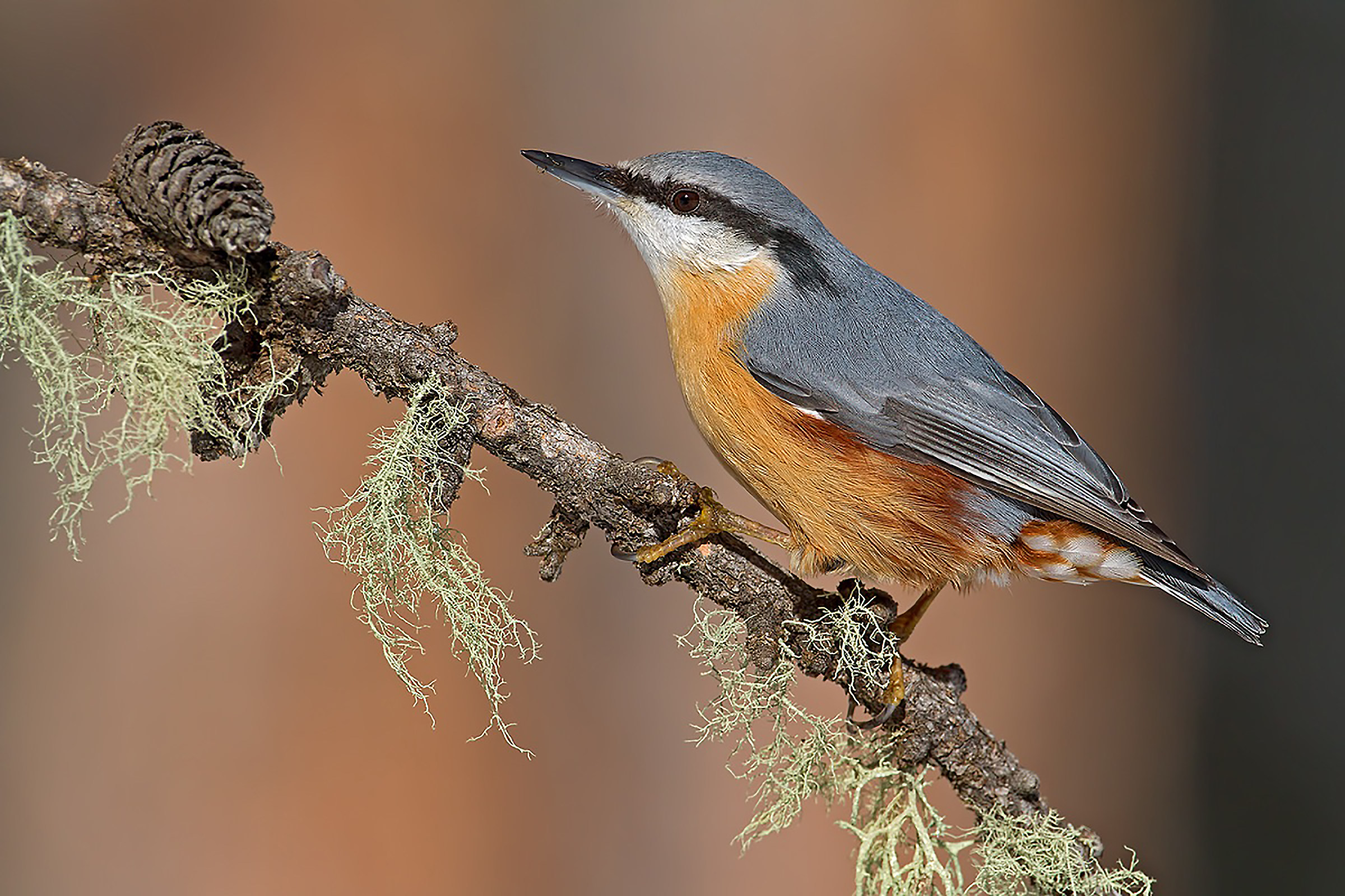 Picchio Muratore Eurasiatico
