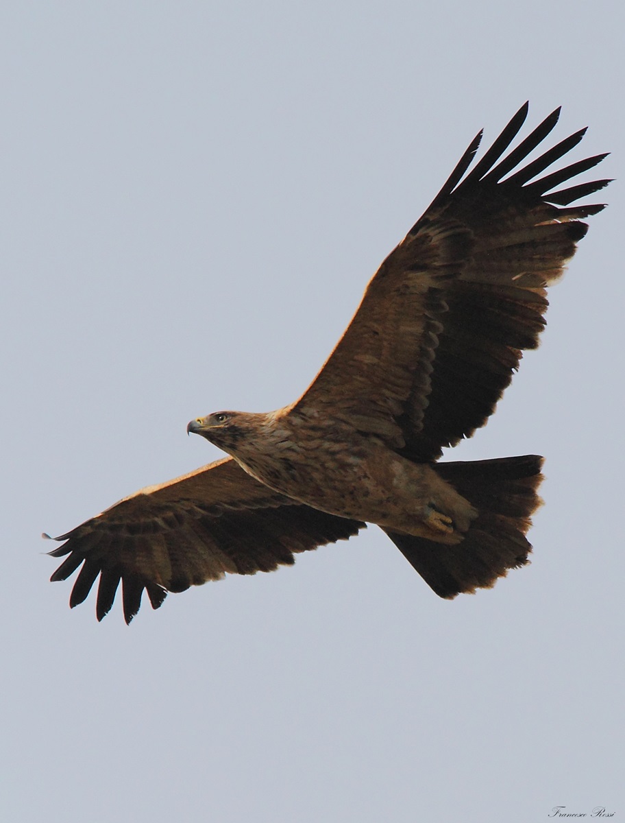 Iberian Imperial Eagle