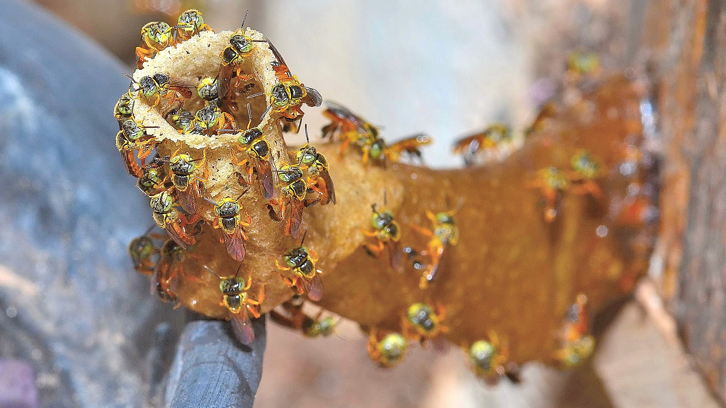 Alveare di api senza pungiglione della Tetragonisca angustul...