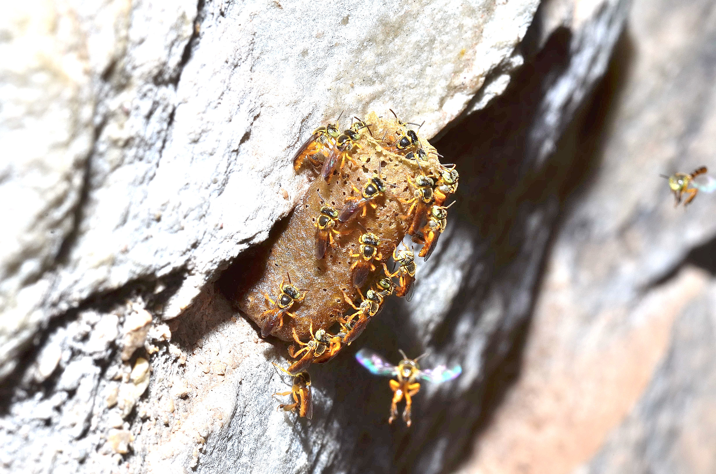 Un altro alveare di Tetragonisca angustula