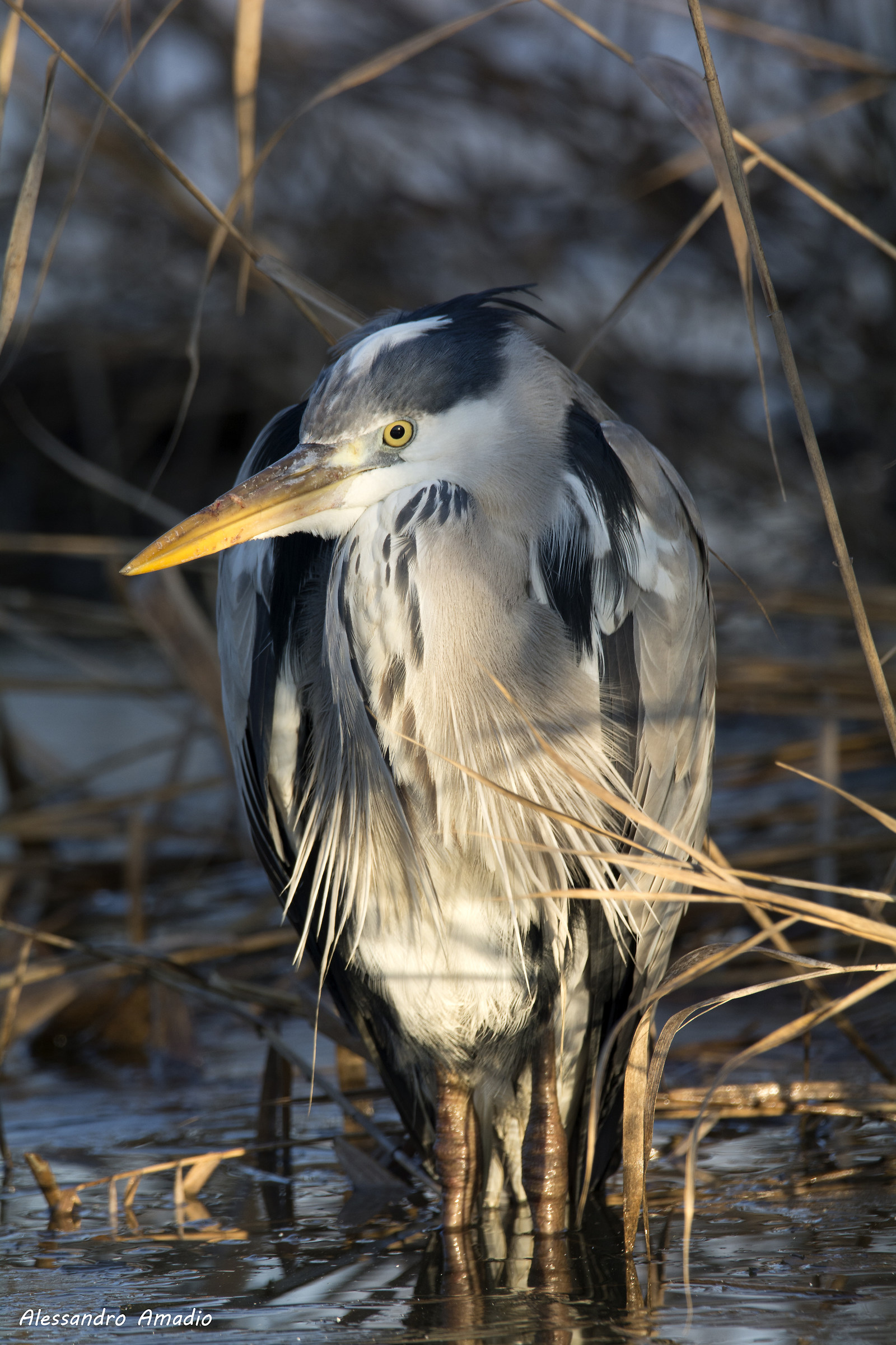 Among the reeds