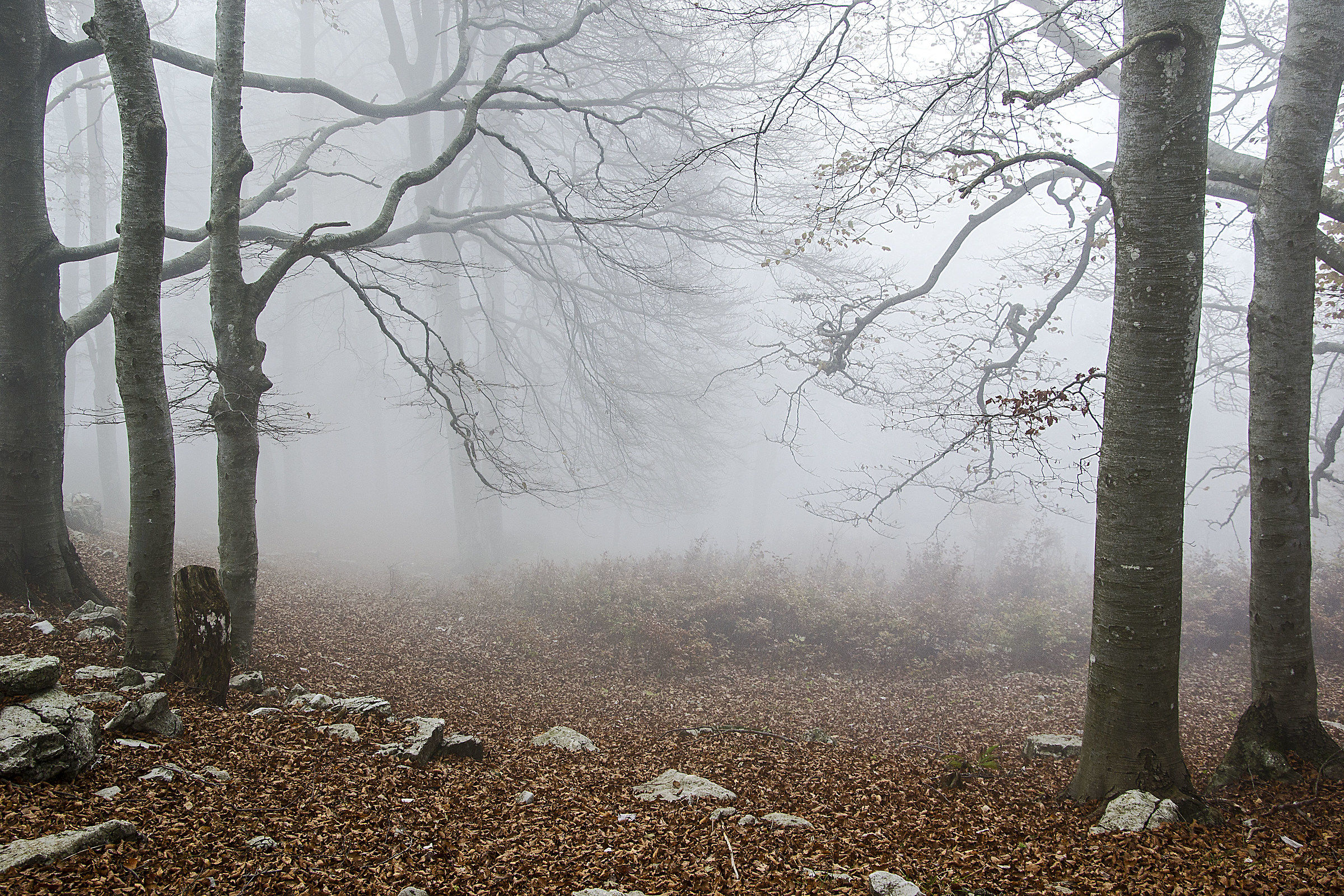 the wood of the mists 1