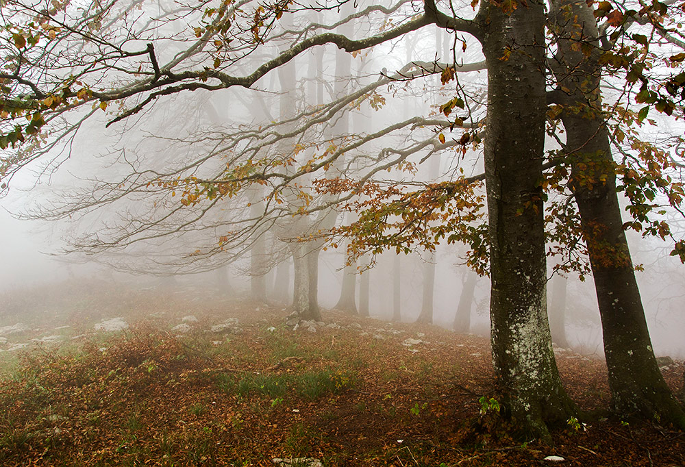 the mists of the forest 2