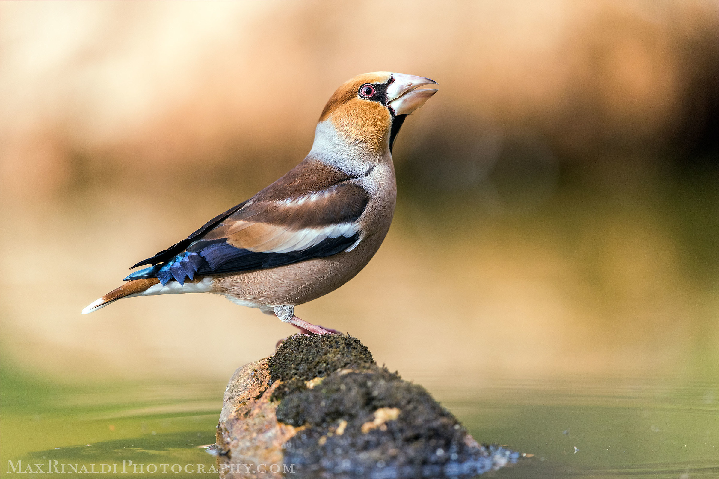 Frosone to the bathroom