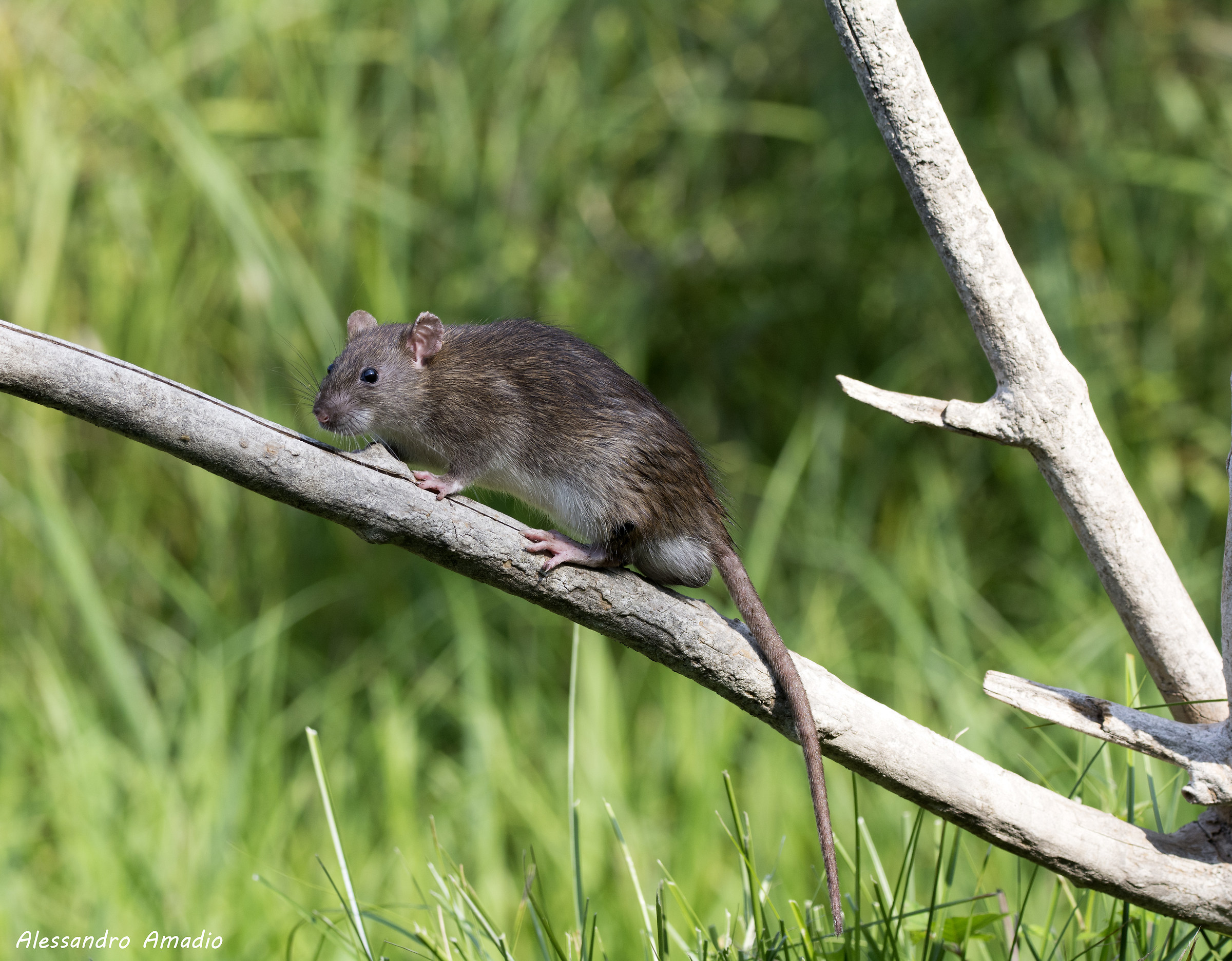 Waiting for the Martino, Oasis of Cervara, TV