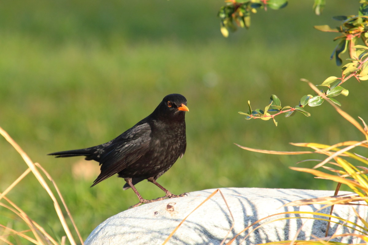 Merlo (Tordus Merula)
