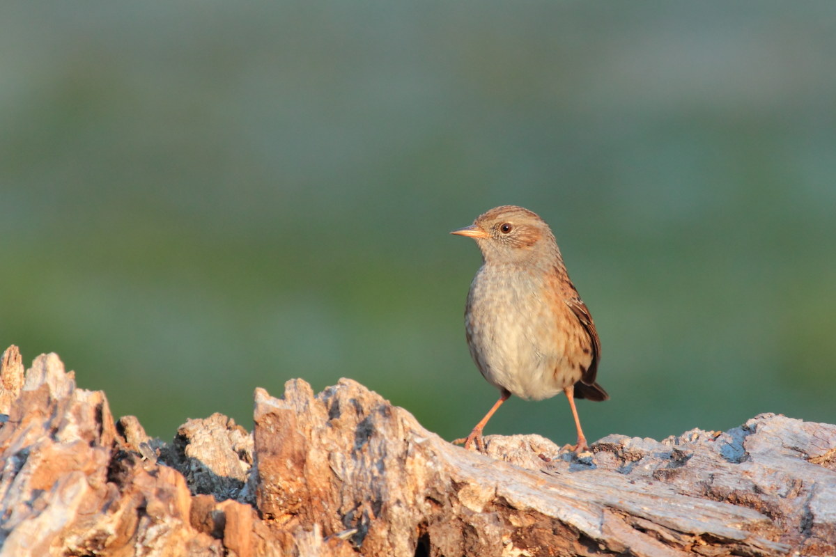 Dunnock (Prunella Modularis)