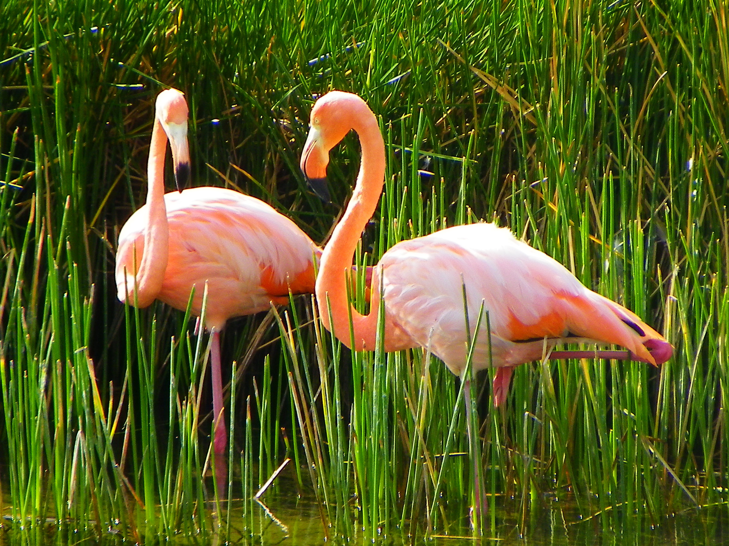 flamingos