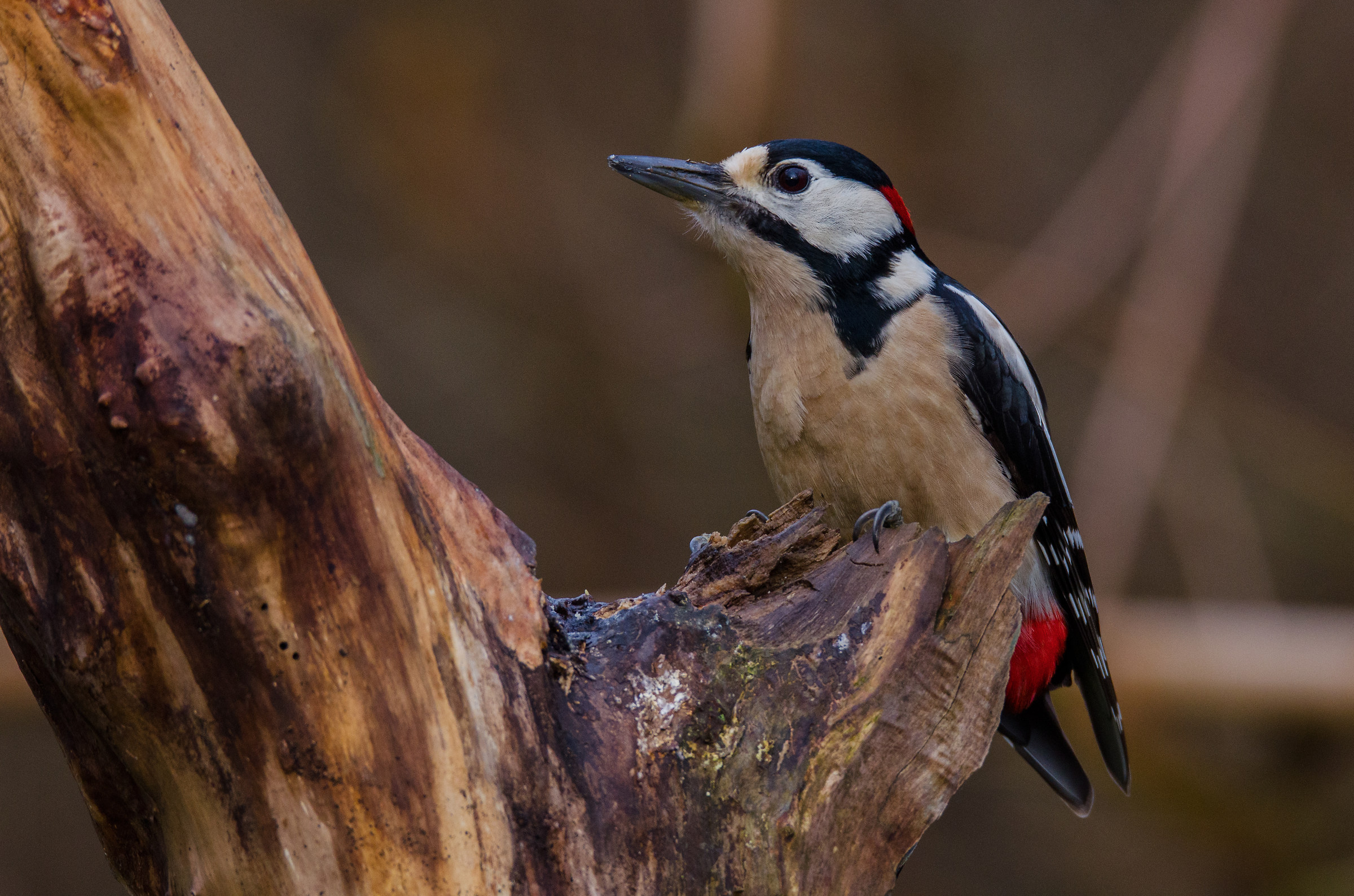 Piccio the HD curious red